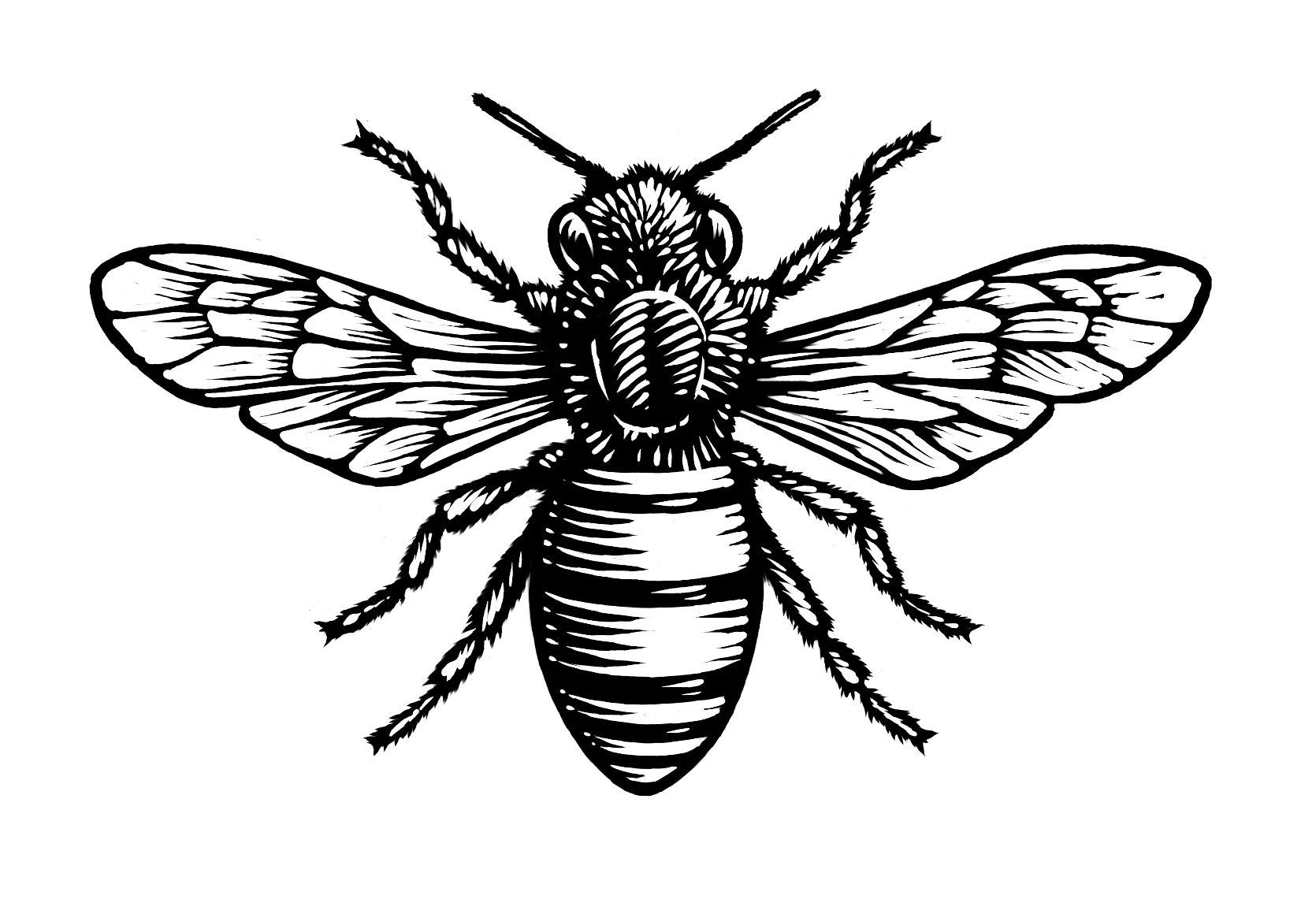   BEE  