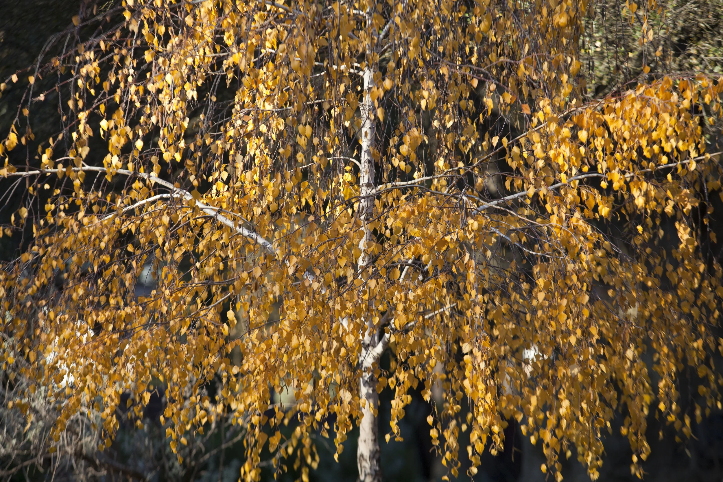 Fall.jpg