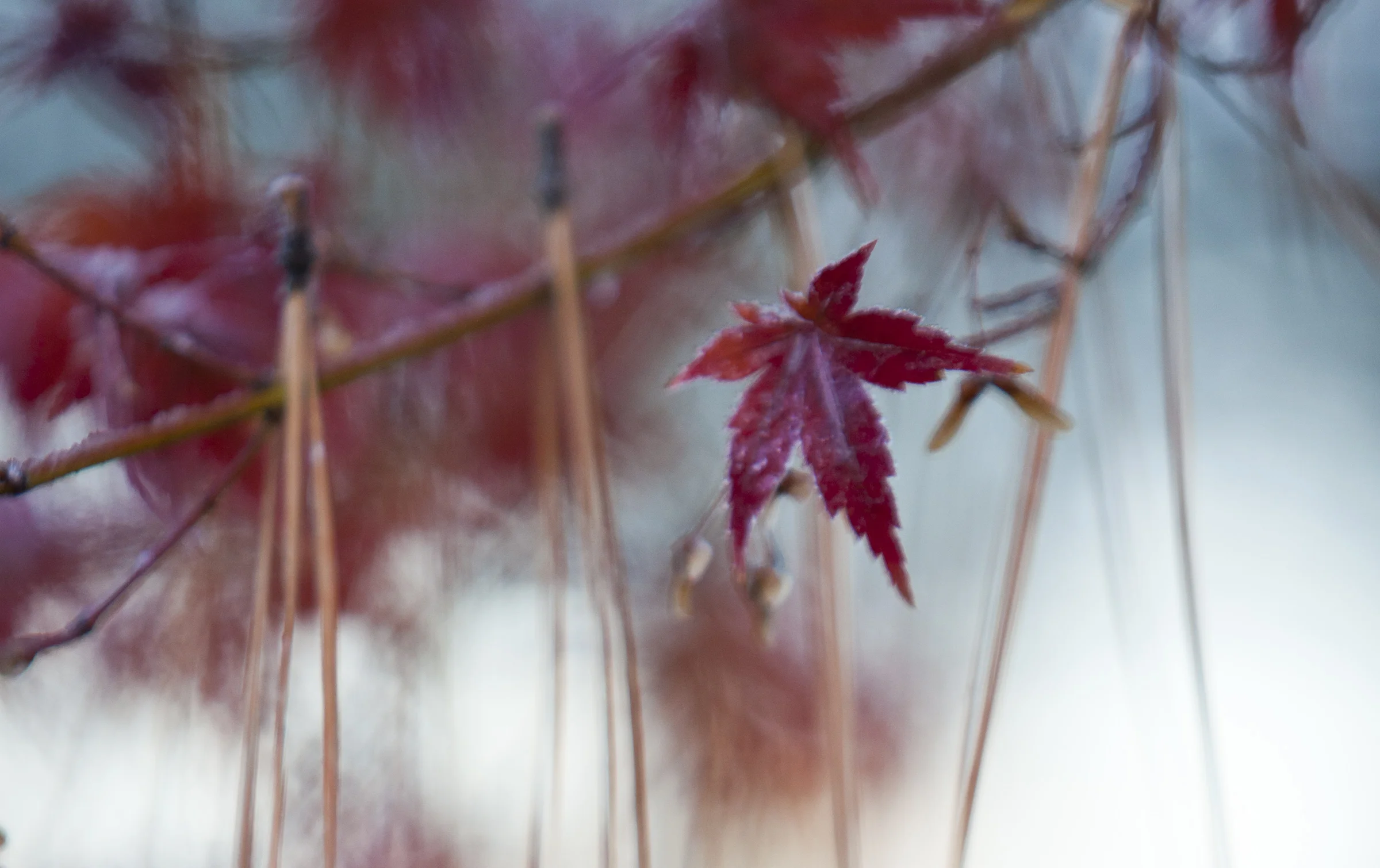 Japanese Maple 3.jpg