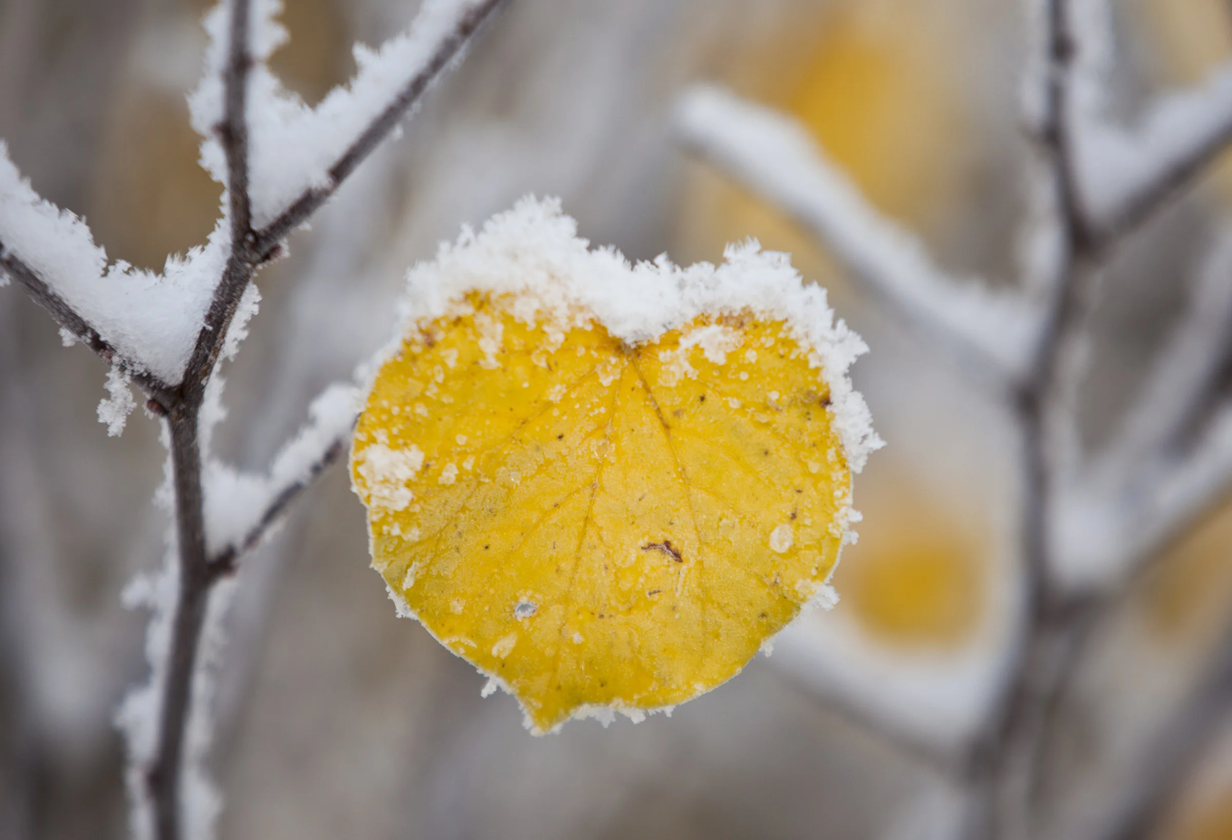 Frosted Heart.jpg