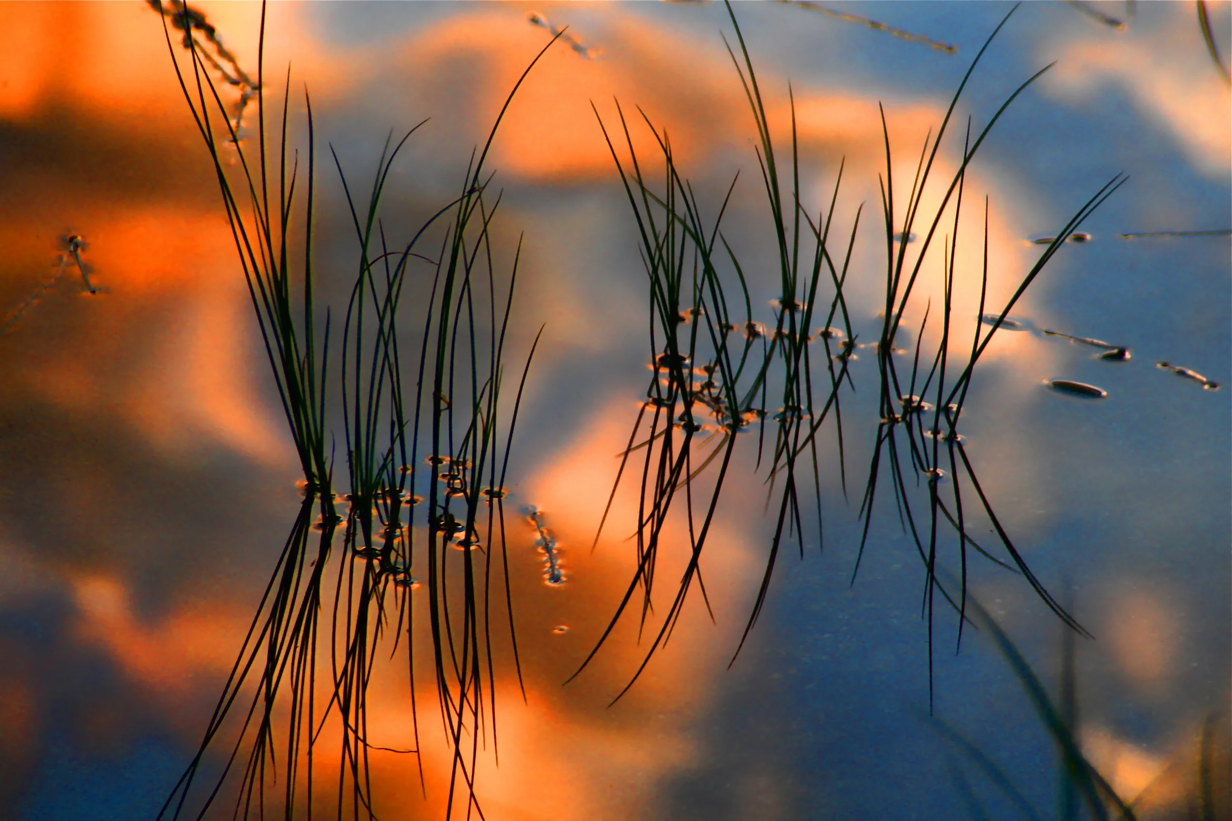 Reeds.jpg