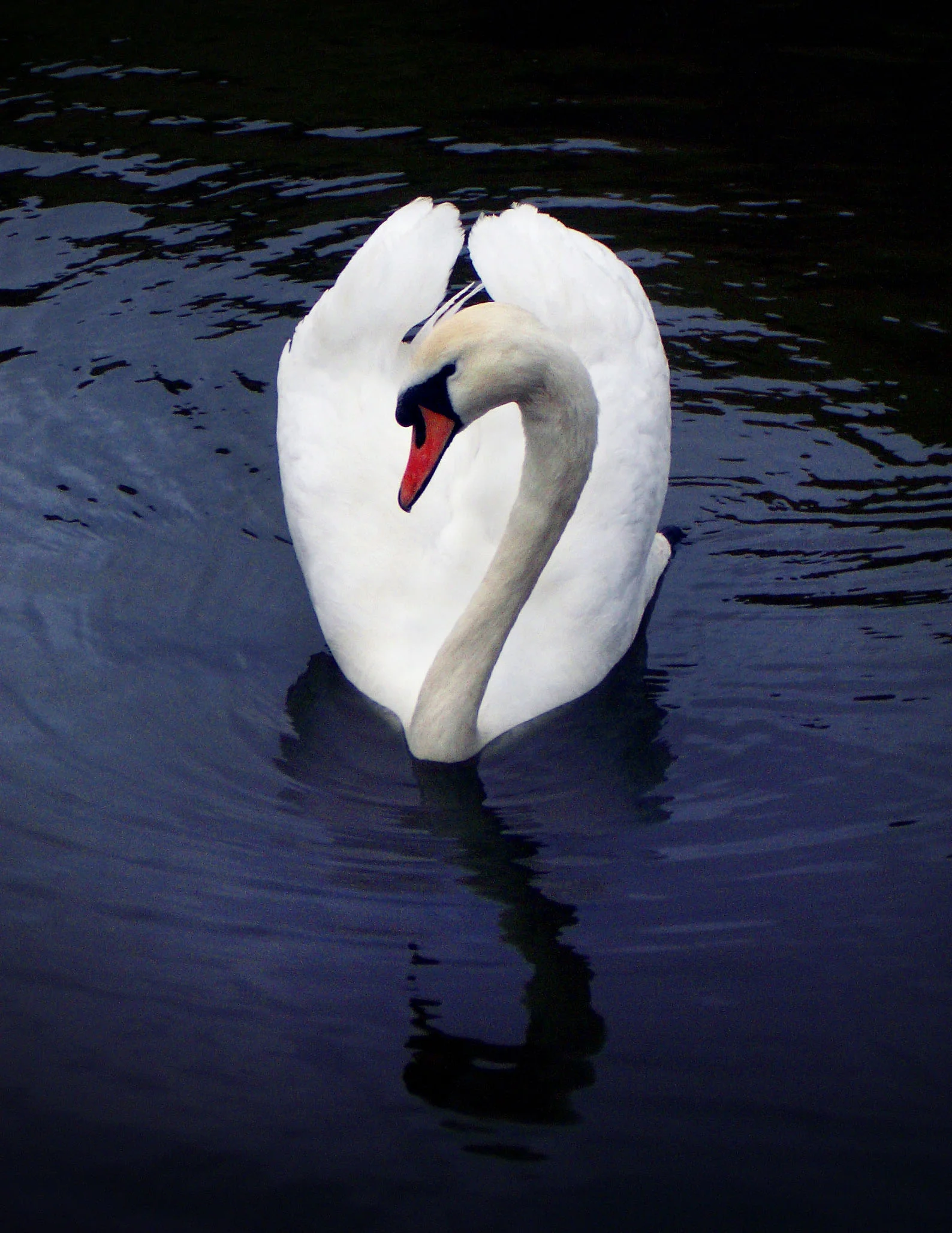 Preening