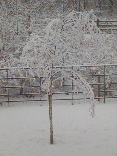 Snow too heavy