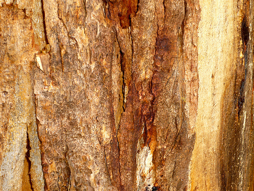 Golden Bark Complexion
