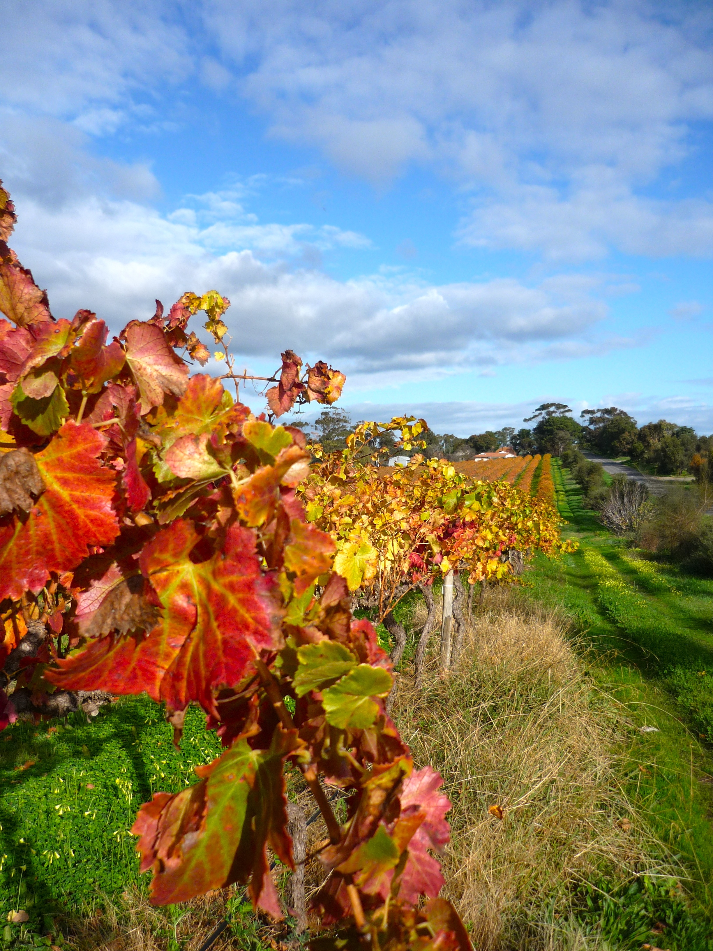 Roadside Vines