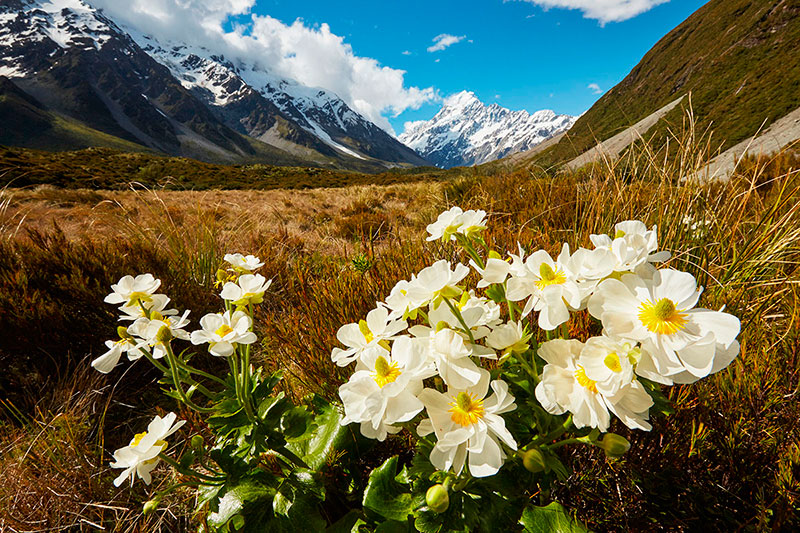 Mt-Cook-Lillies-web.jpg