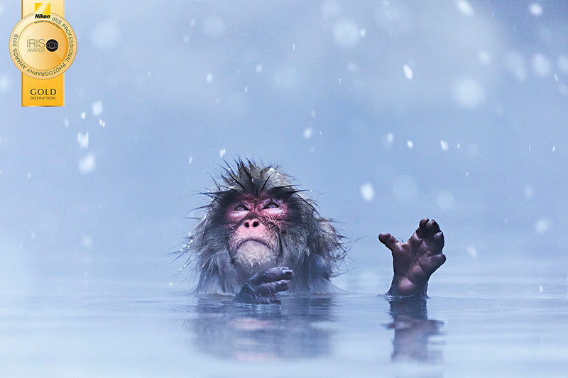 Snow-monkey-Langford.jpg