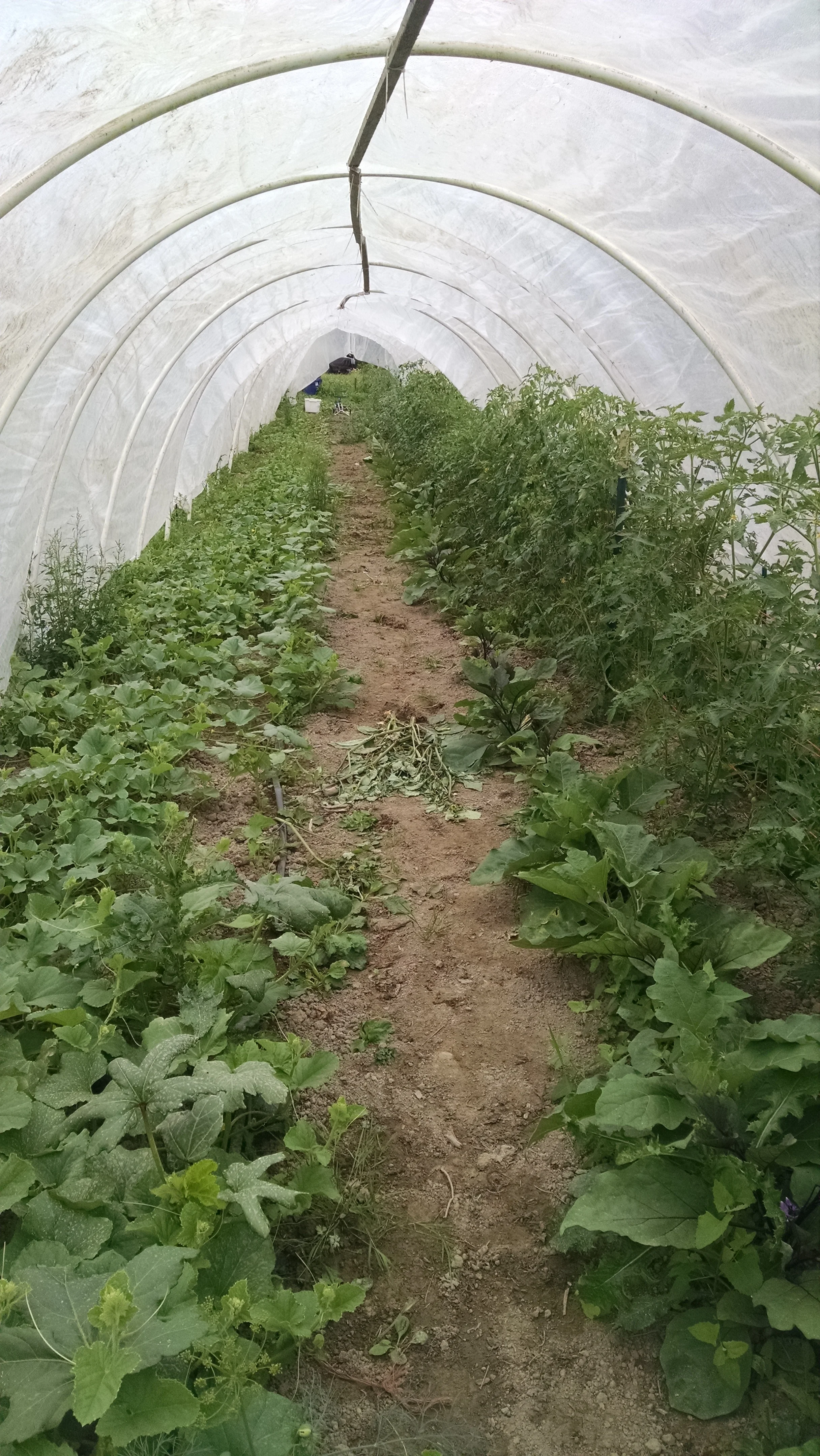 The greenhouse. It’s currently home to fast-growing melons, okra, eggplant, and tomatoes.