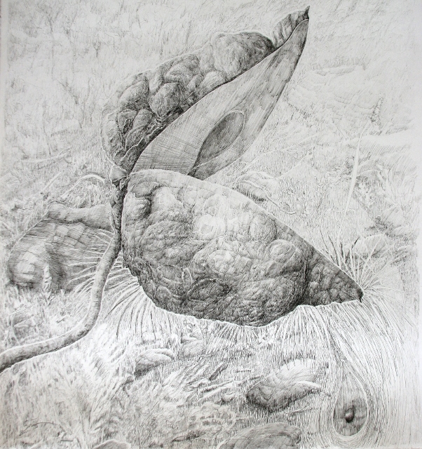 Hakea Sericea Pen and ink on paper 56 x 56 cm