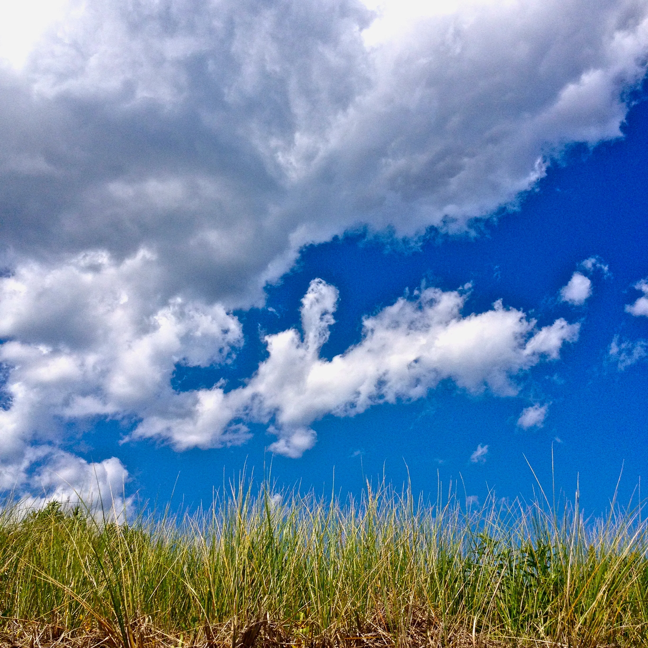 Beach grass