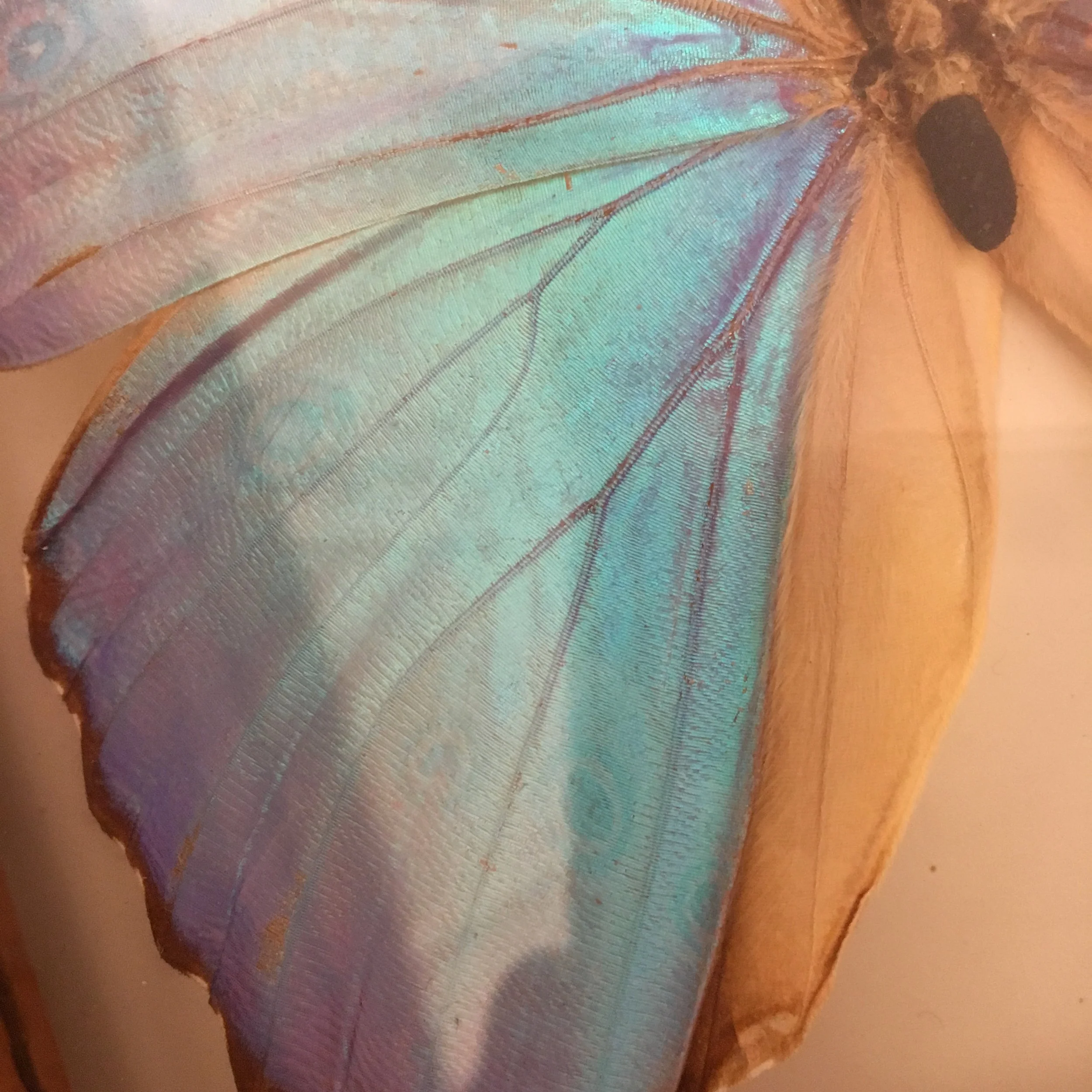 butterfly wing selfie 