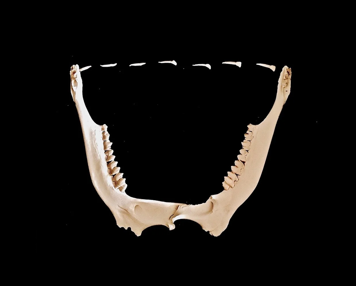 Jawbone Necklace