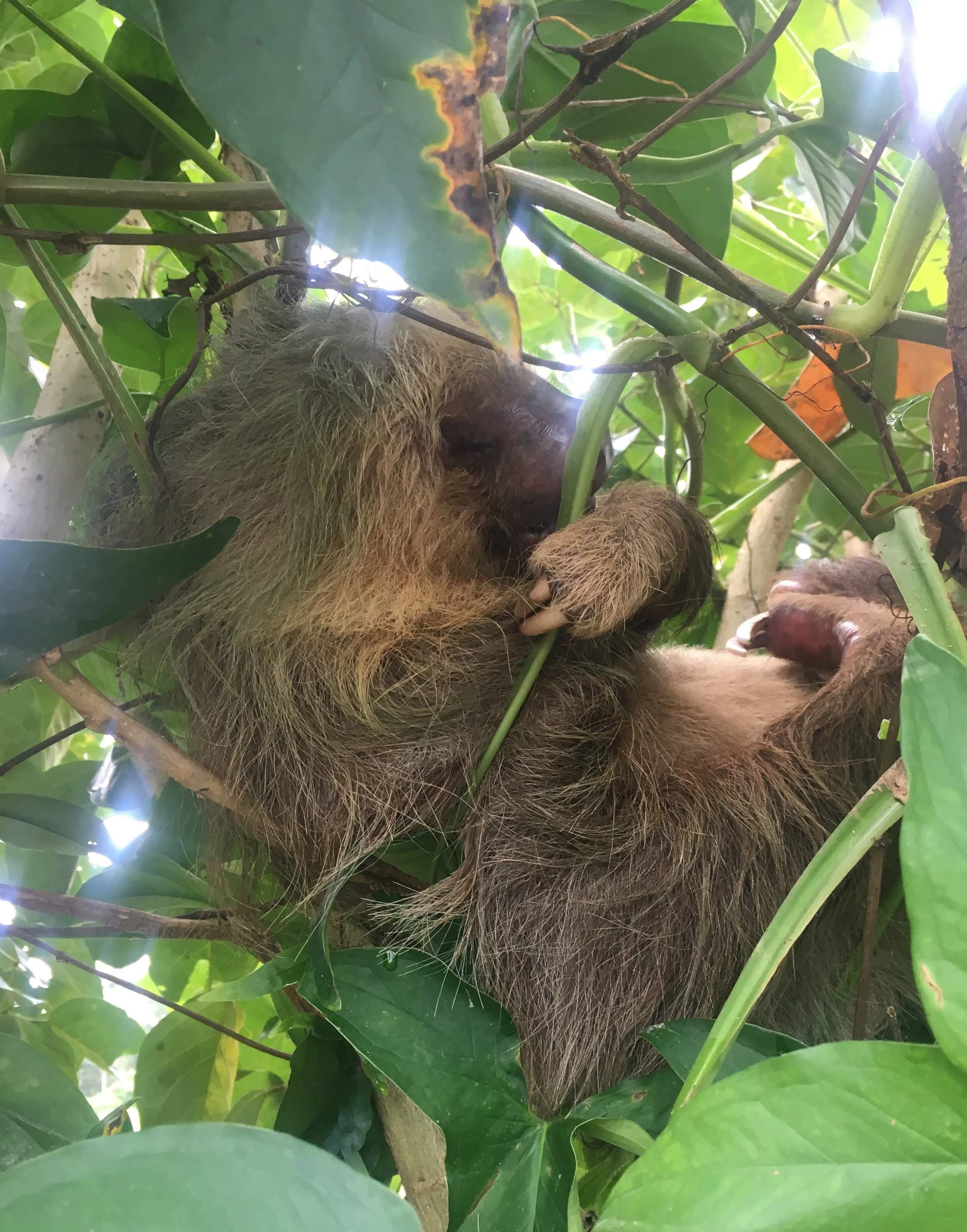 selfie as two-toed sloth w/ no known predators