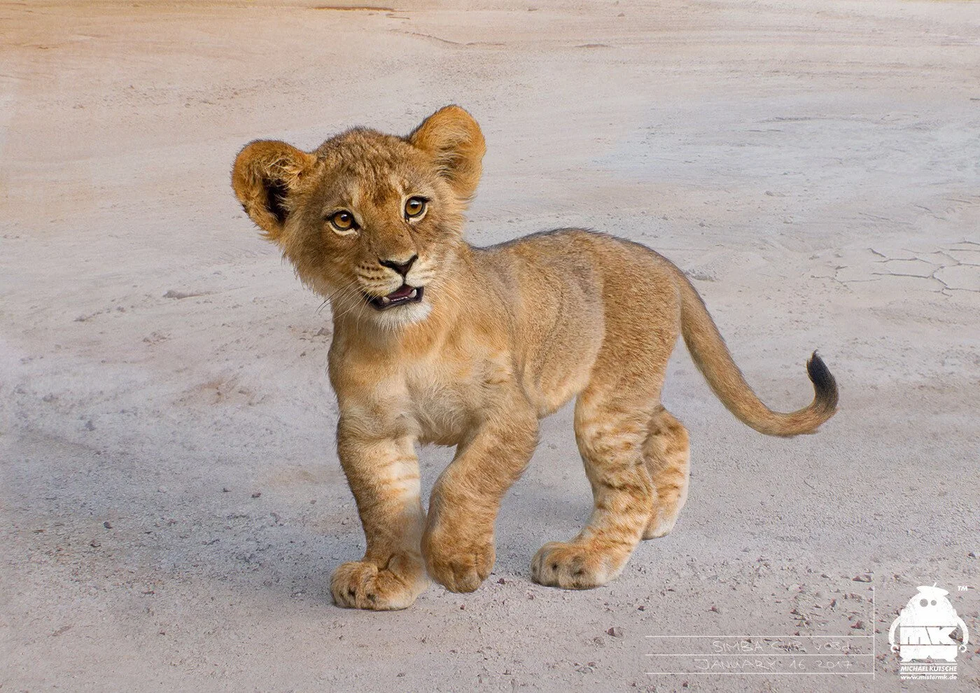michael-kutsche-simba-cub-by-michael-kutsche.jpg