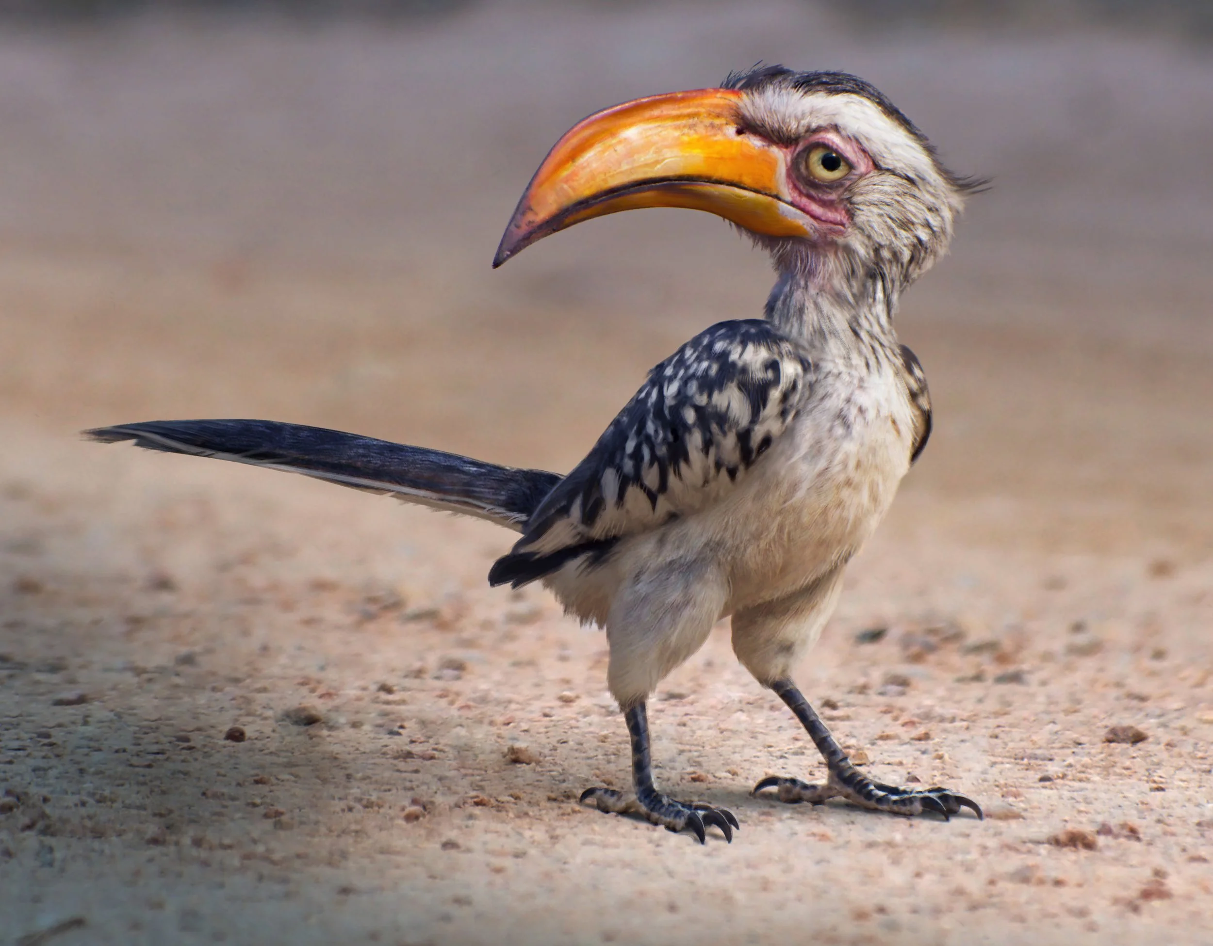 Zazu_MK_v01_2.jpg