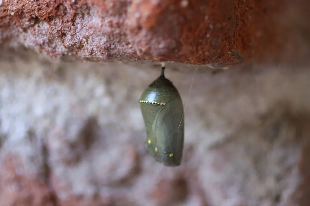 Winter's Chrysalis 