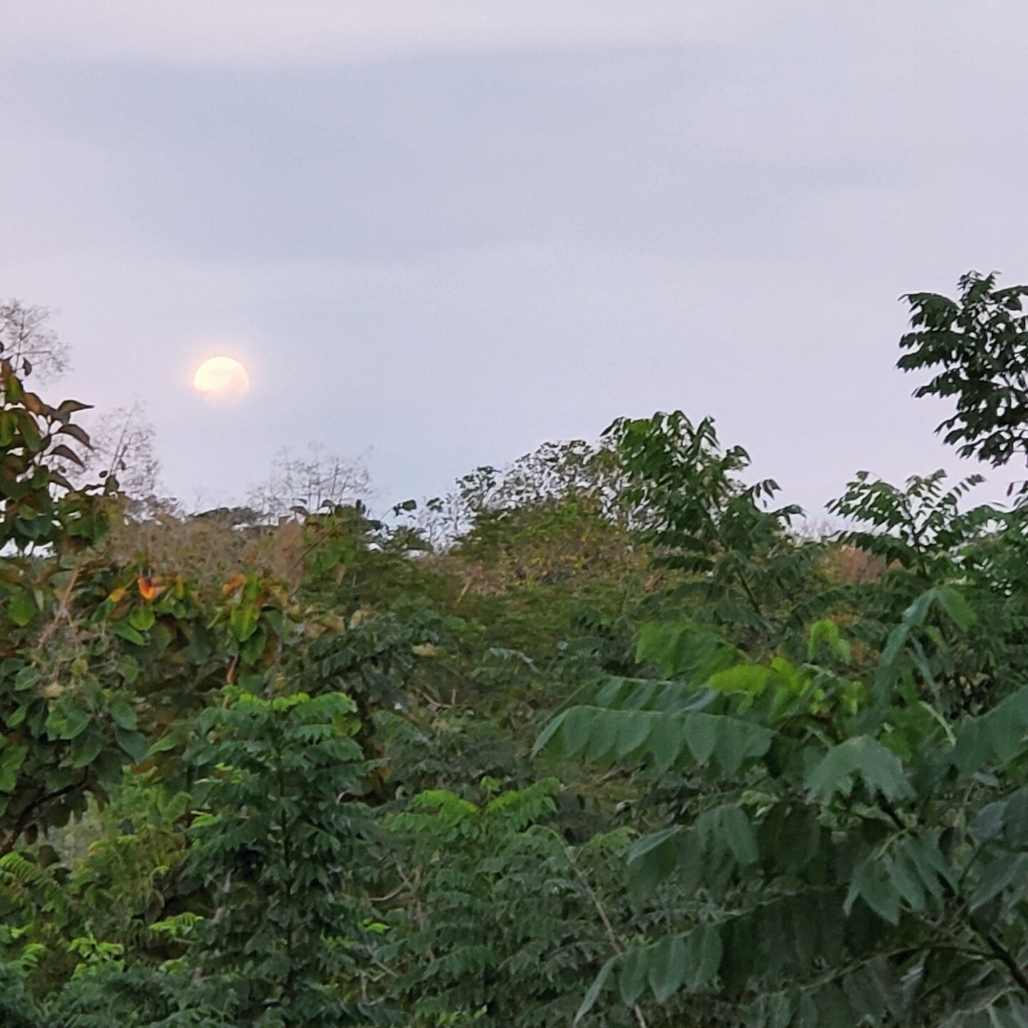 #moonrise above #montezumacostarica 

This is the tree line @casitaom

Lush jungle all around.

It's a dream to wake up here to the sound of the jungle coming alive. 

We have several fully-furnished apartments for short to medium-length stays. We ho