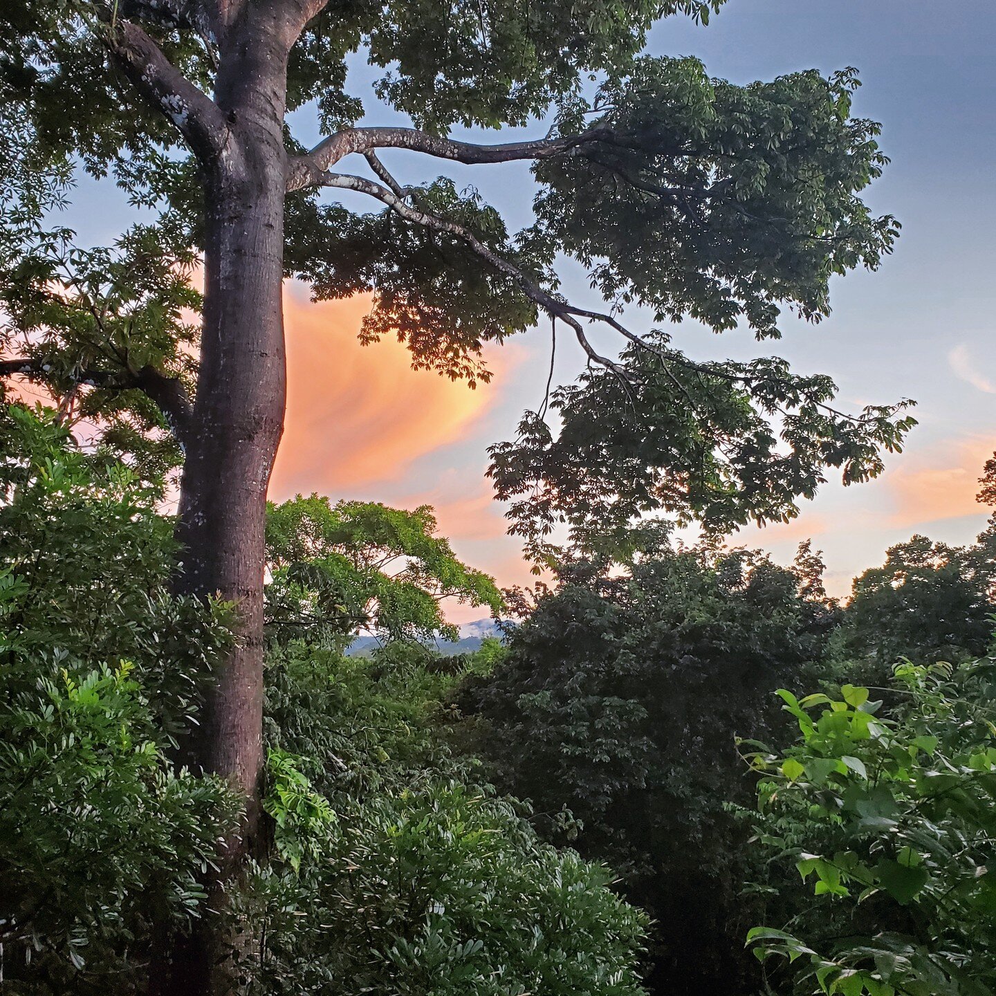 One of our favorite trees @casitaom is also popular with the green quaker parrots; they like to nest and sit in this tree. This photo was taken at sunrise. The colors of the sky from Casa Om are amazing. The sounds of the jungle wake us up and lull u