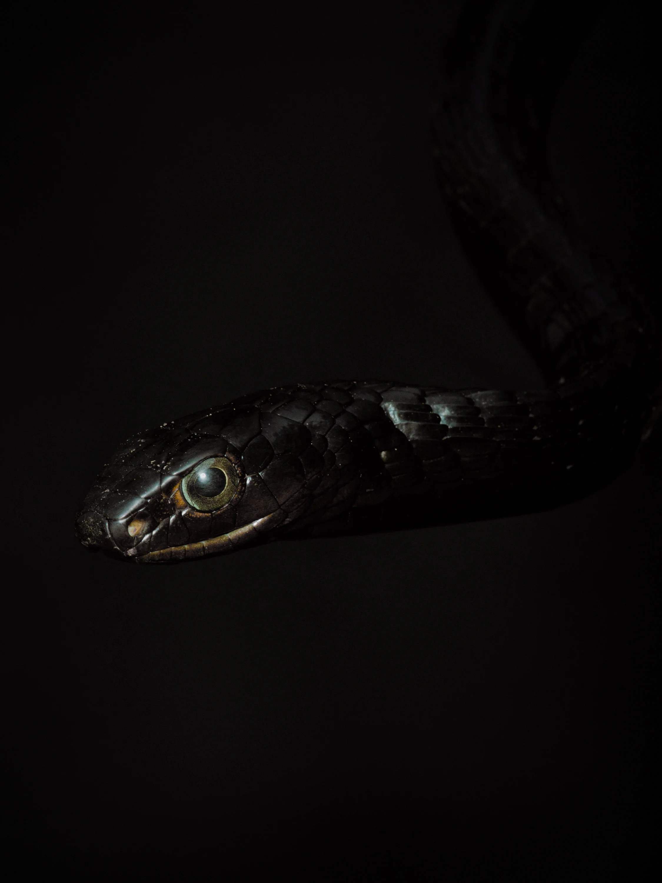 Western Black Tree Snake. Non-venomous but can be easily mistaken for a Black Mamba (a species not present in DR Congo) so is feared as such. 
