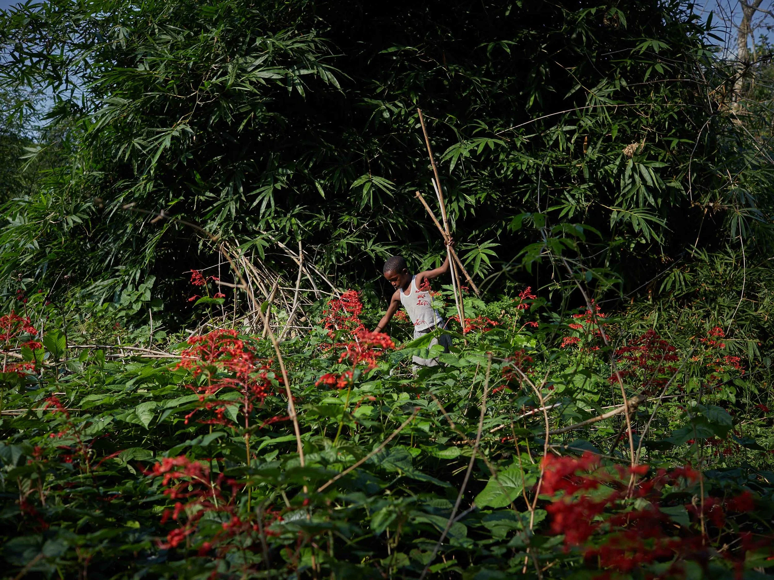 Jose Lisisa, 10, clears foliage around his village on the outskirts of Mbandaka, Equateur Province. Working amidst undergrowth creates a snakebite risk as well-camouflaged vipers and cobras can be disturbed and strike.