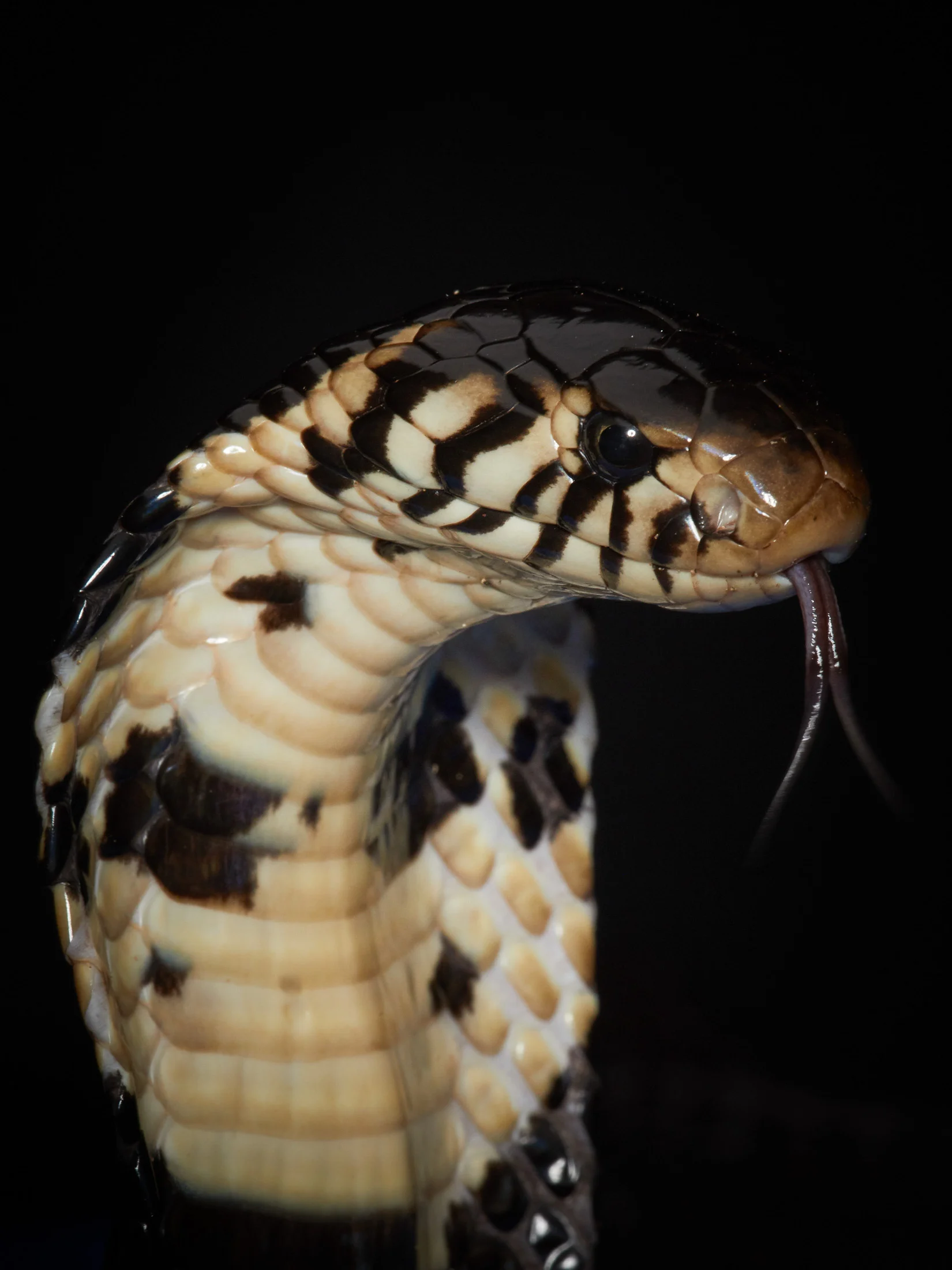 Forest Cobra. Neurotoxic venom that causes shock, fever, dizziness, pain, paralysis and respiratory symptoms.