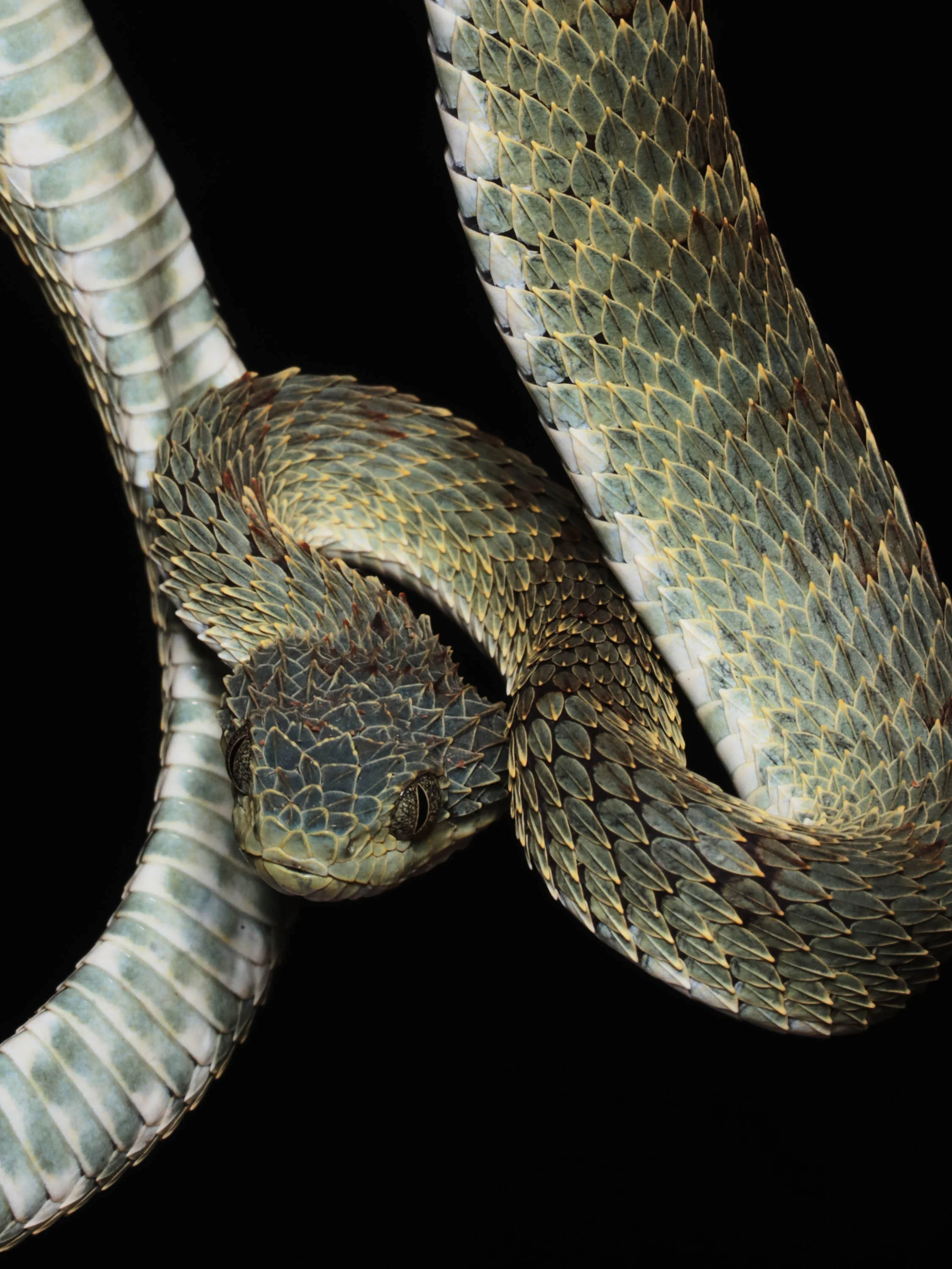 Atheris Bush Viper. Venom causes haemorrhage and pain, no specific anti-venom exists. 