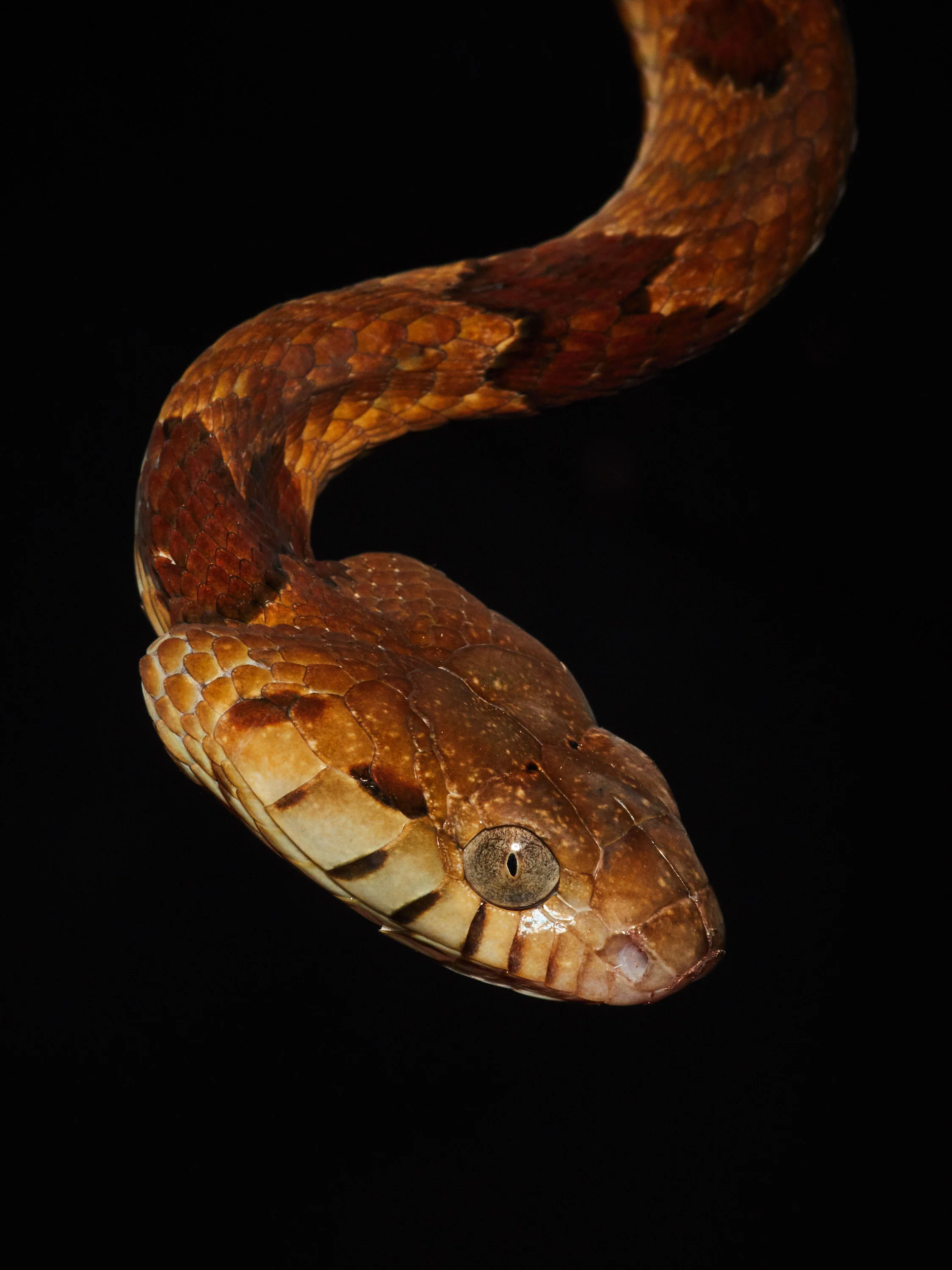 Boiga Mangrove Snake. Little is known about it’s venom.