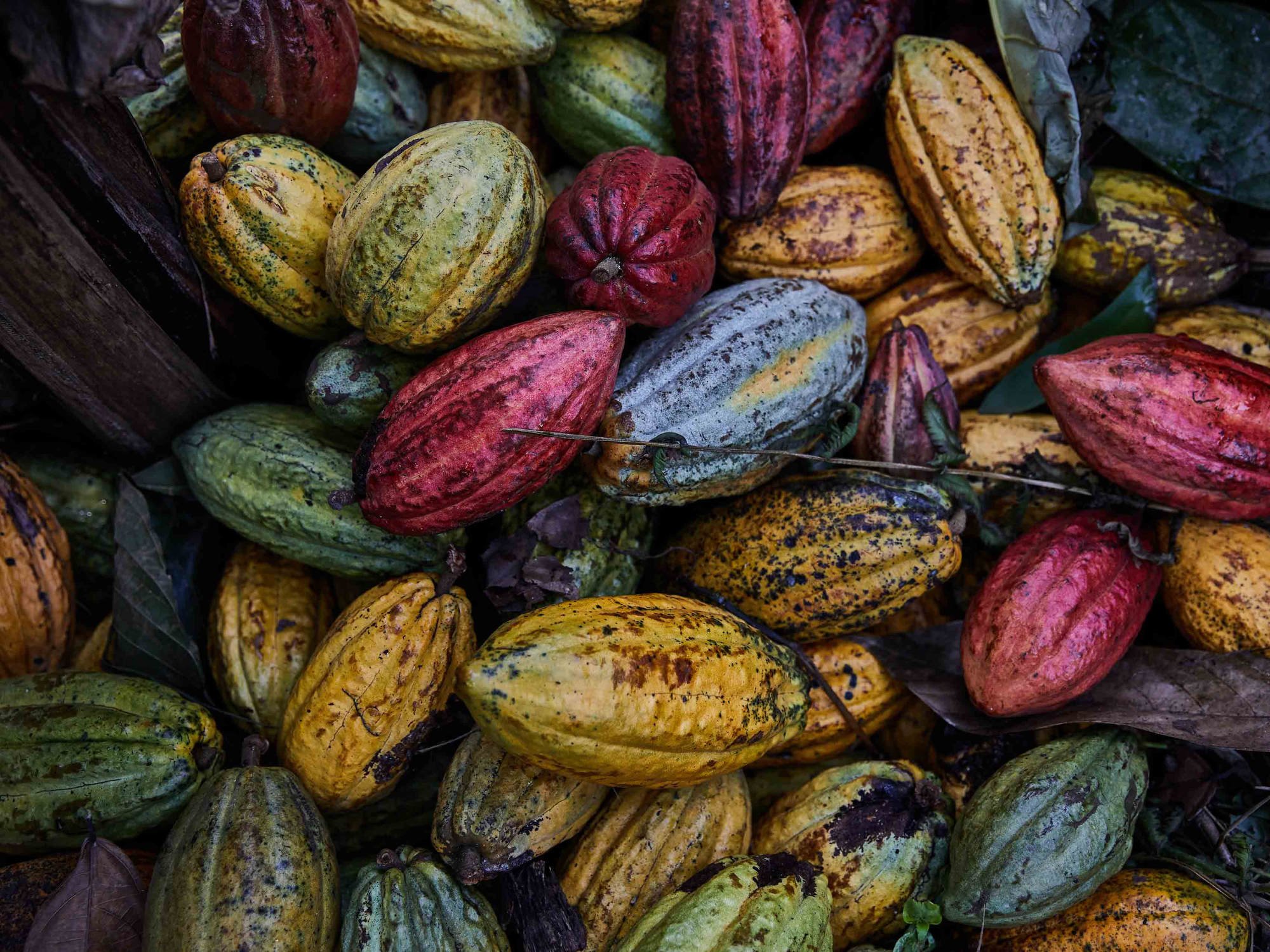  Cacao in Eastern Congo. For  Virunga Origins Chocolate.   