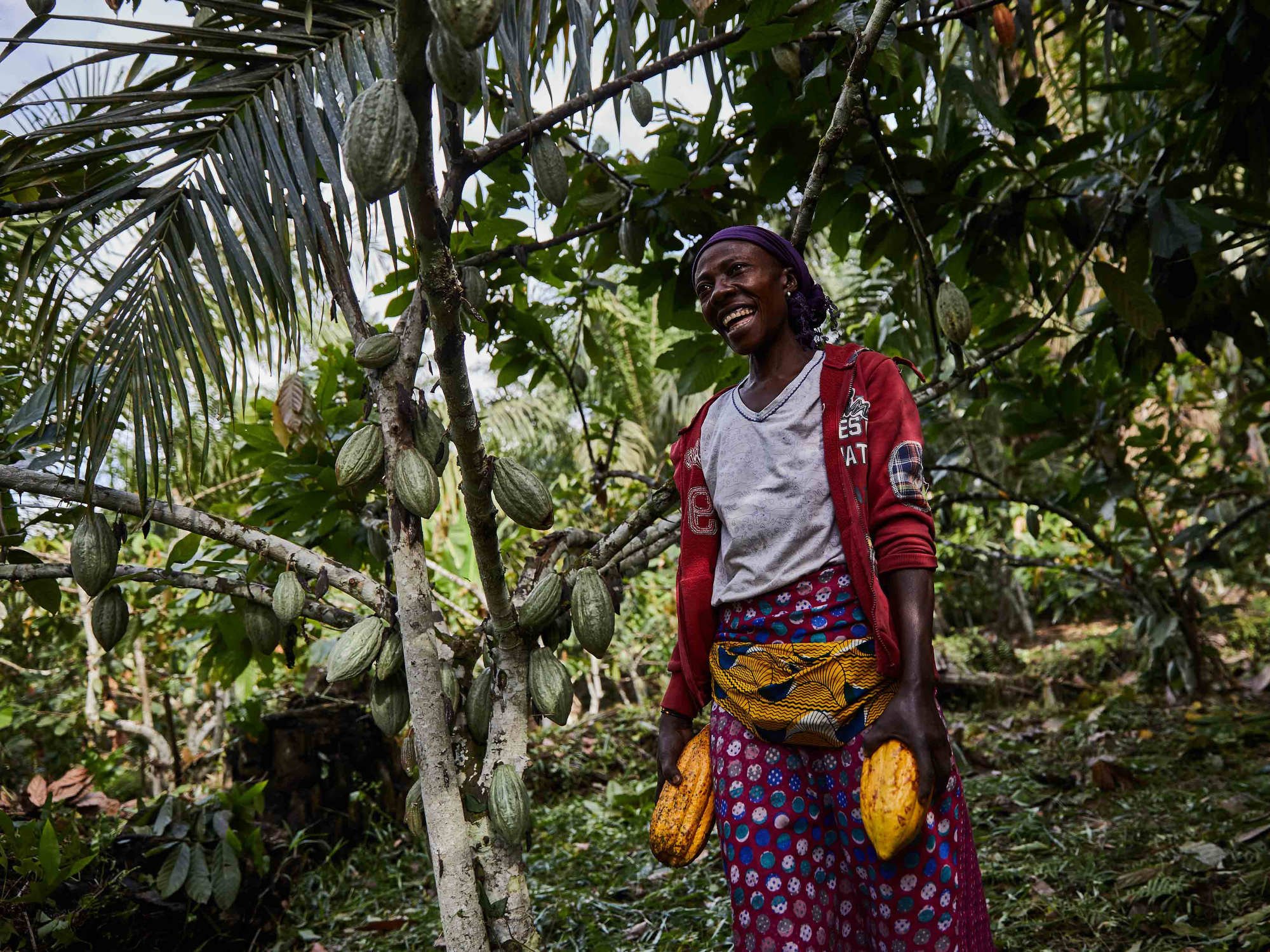  Cacao farms in Eastern Congo. For  Virunga Origins Chocolate.   