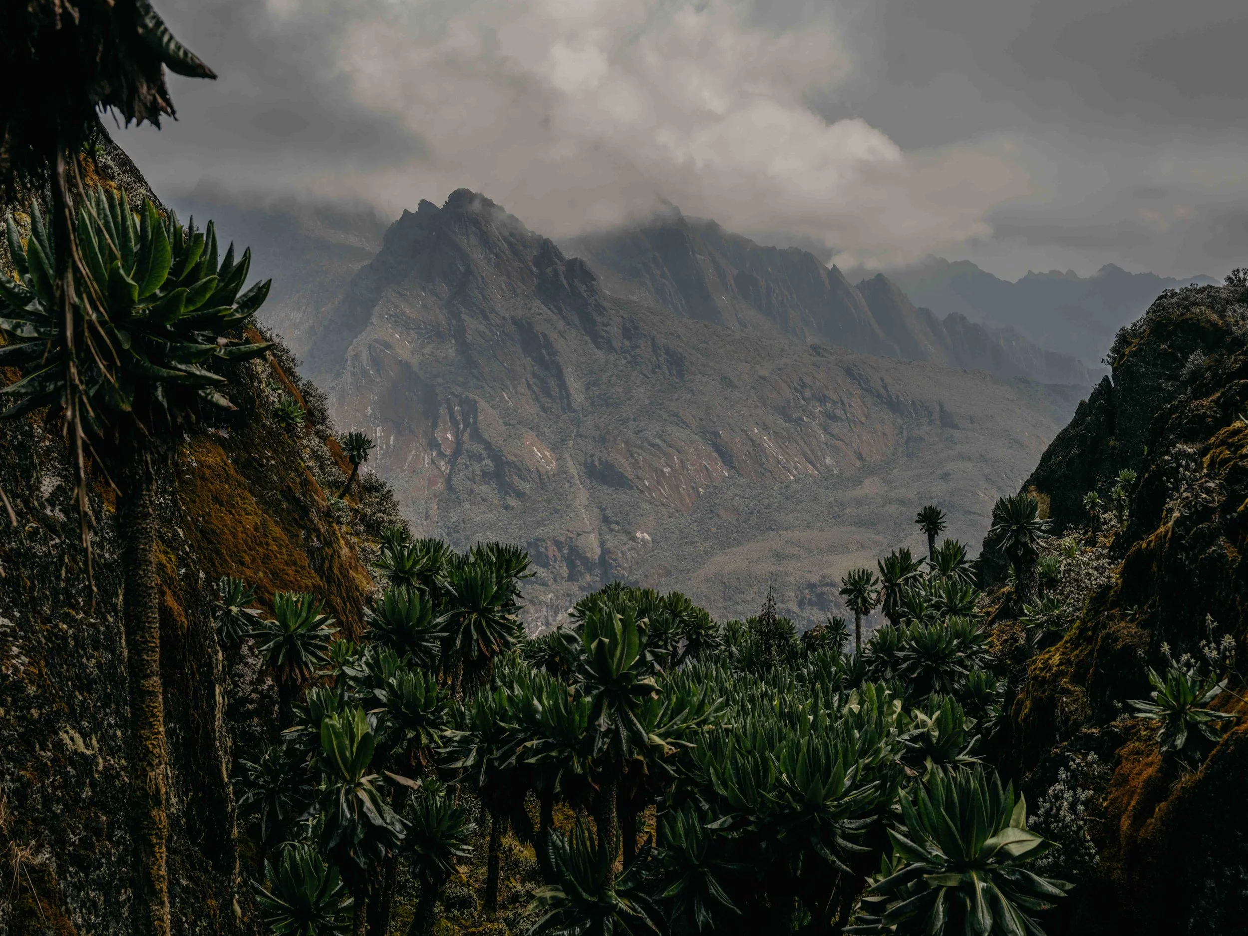 rwenzori 05.jpg