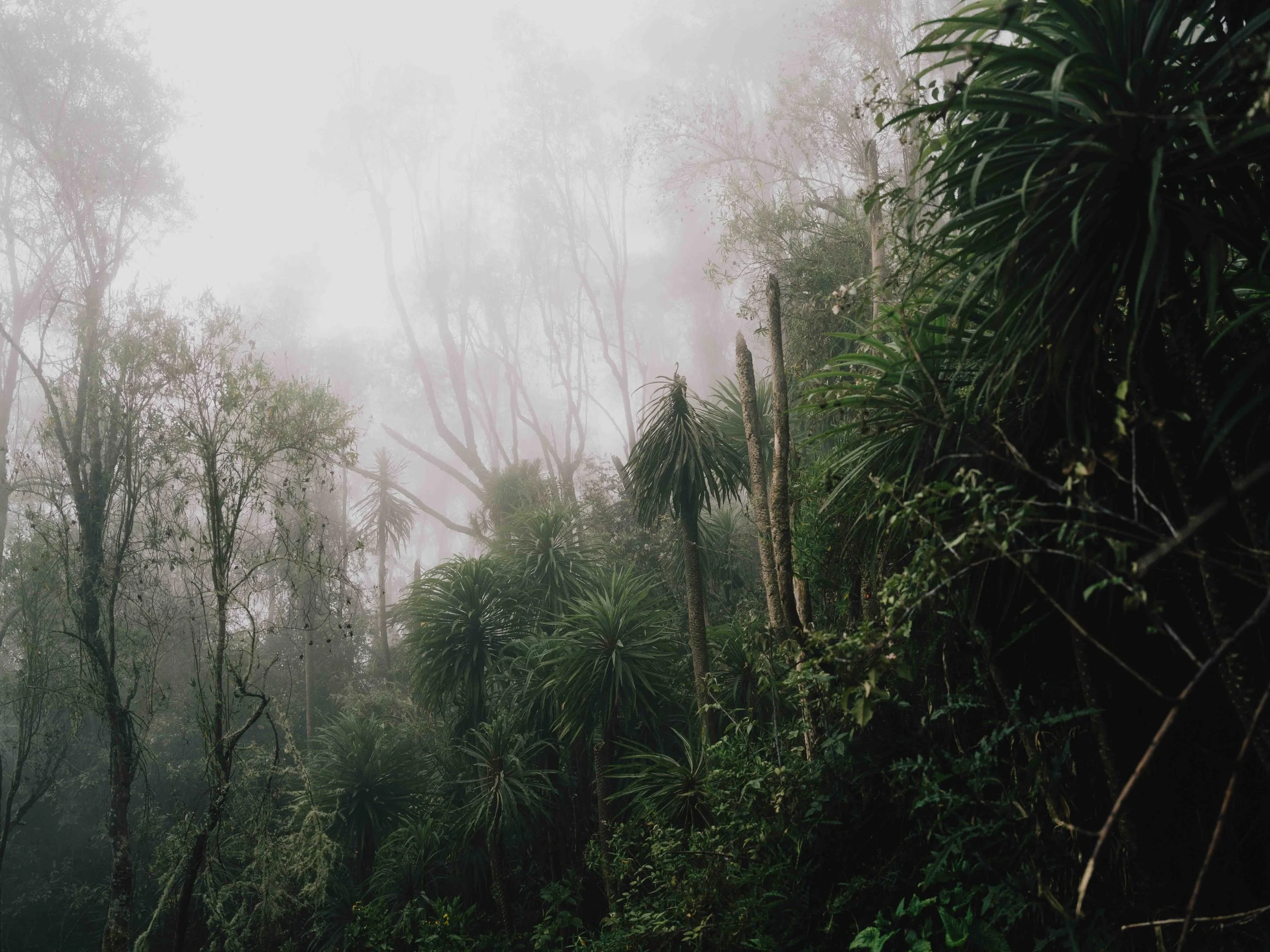 rwenzori 08.jpg