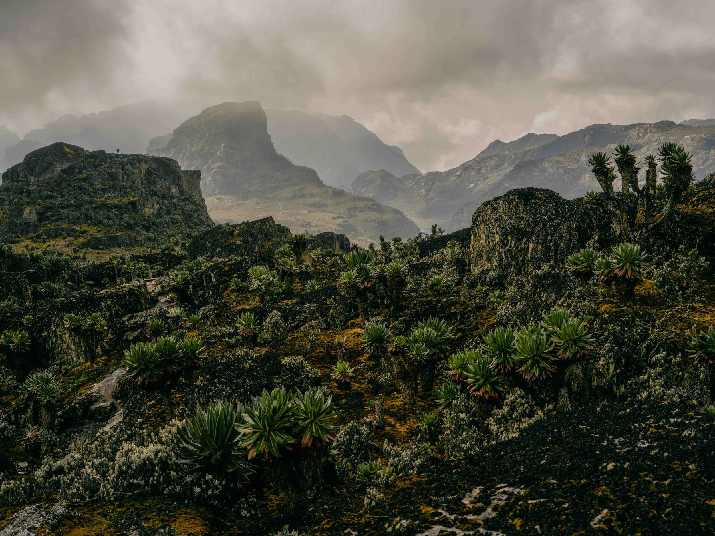 rwenzori 07.jpg