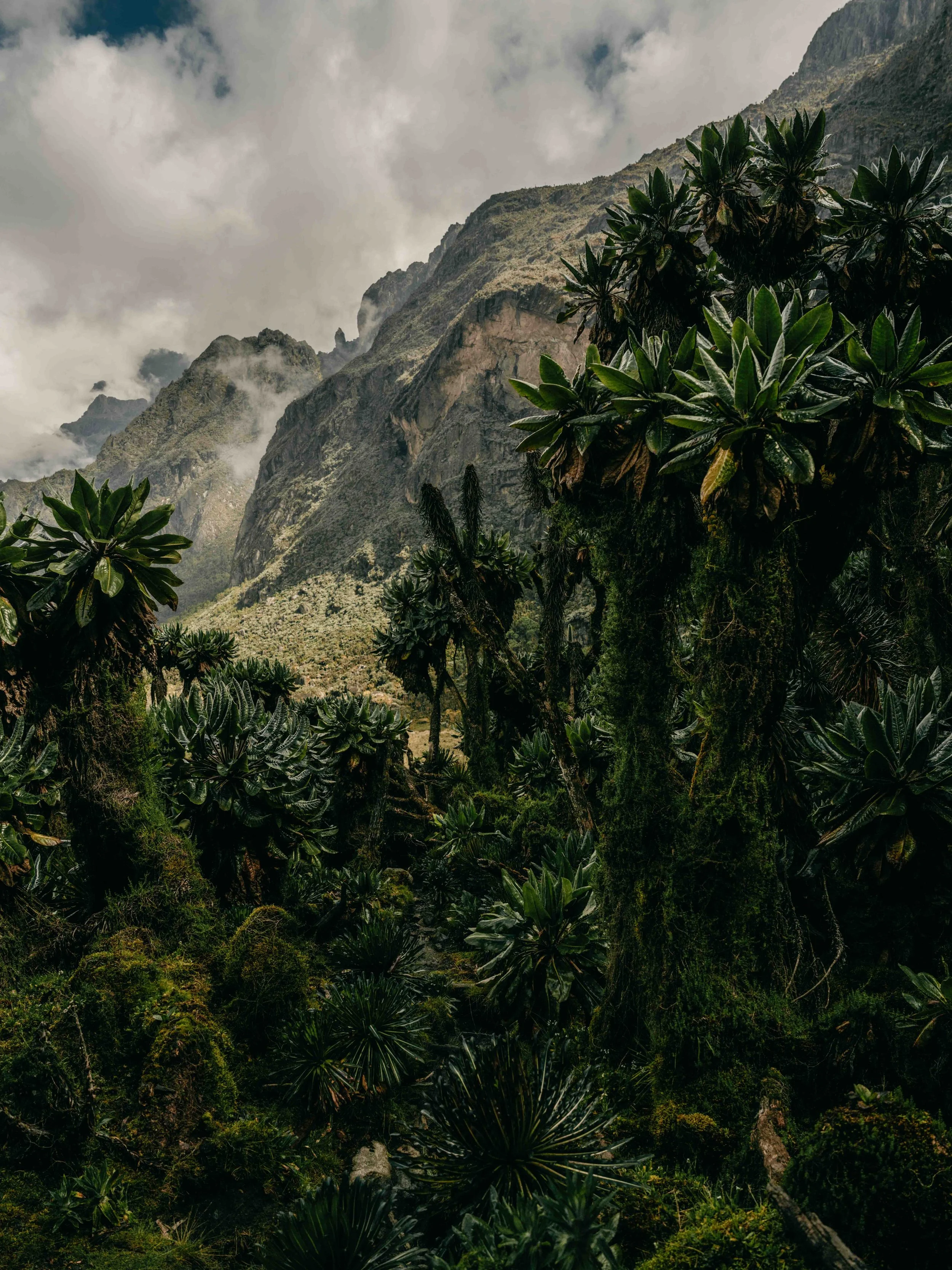 rwenzori 10.jpg