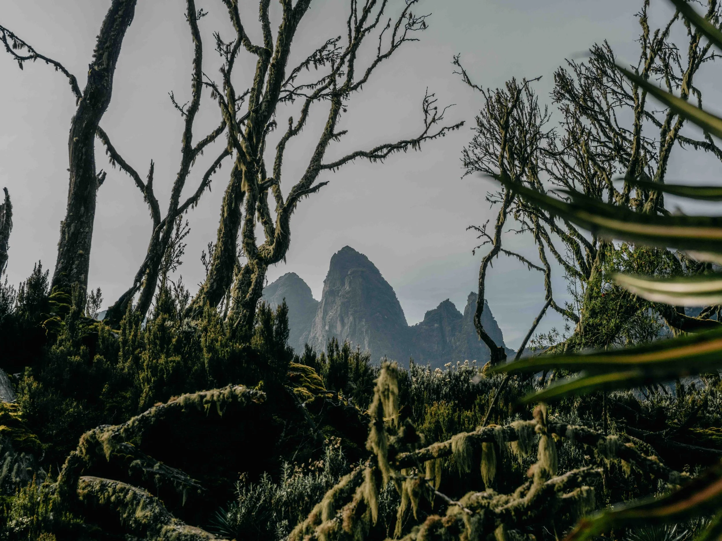 rwenzori 14.jpg