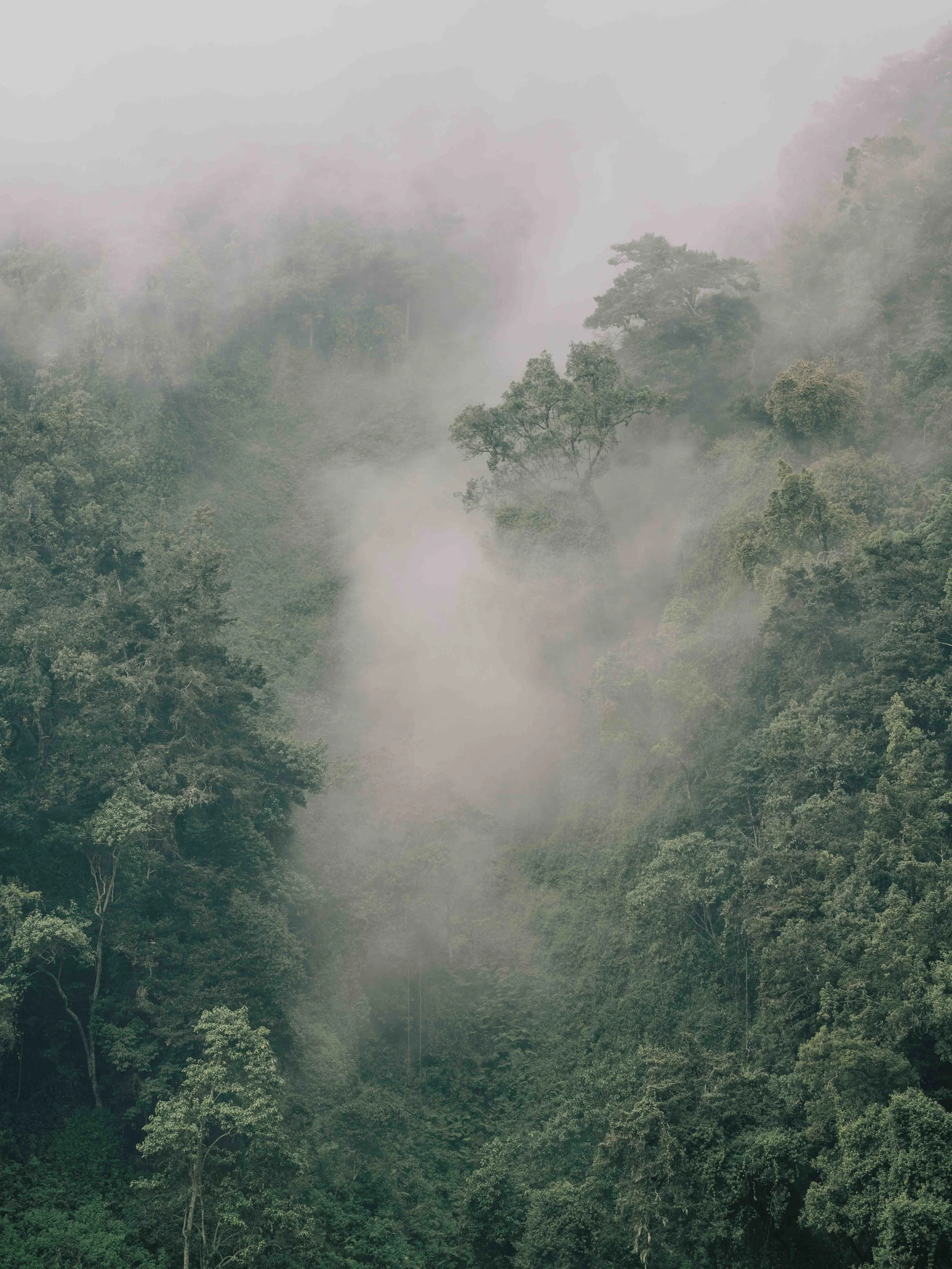 rwenzori 15.jpg