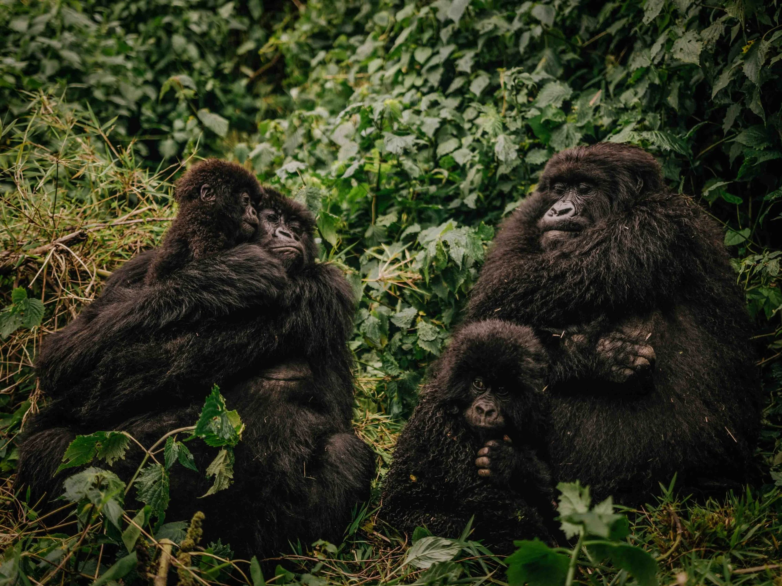 Conservation Photojournalism in Central Africa.