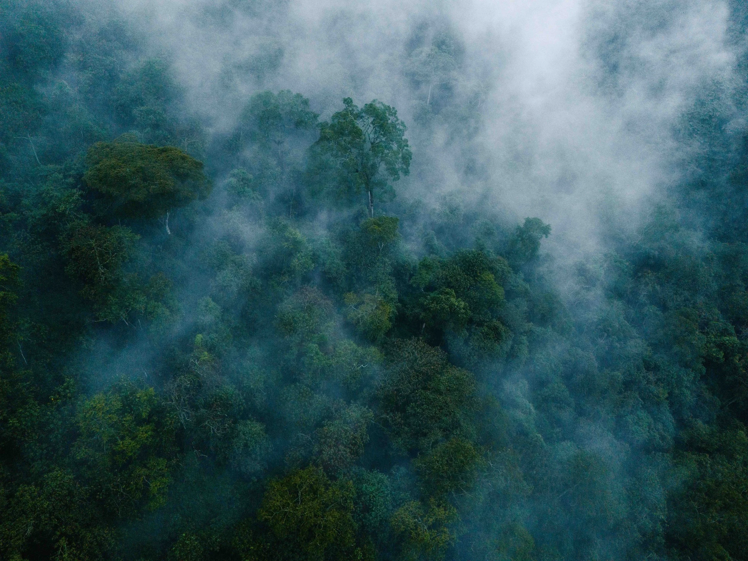 Highland forests in Kahuzi-Biega National Park, South Kivu, DRC.