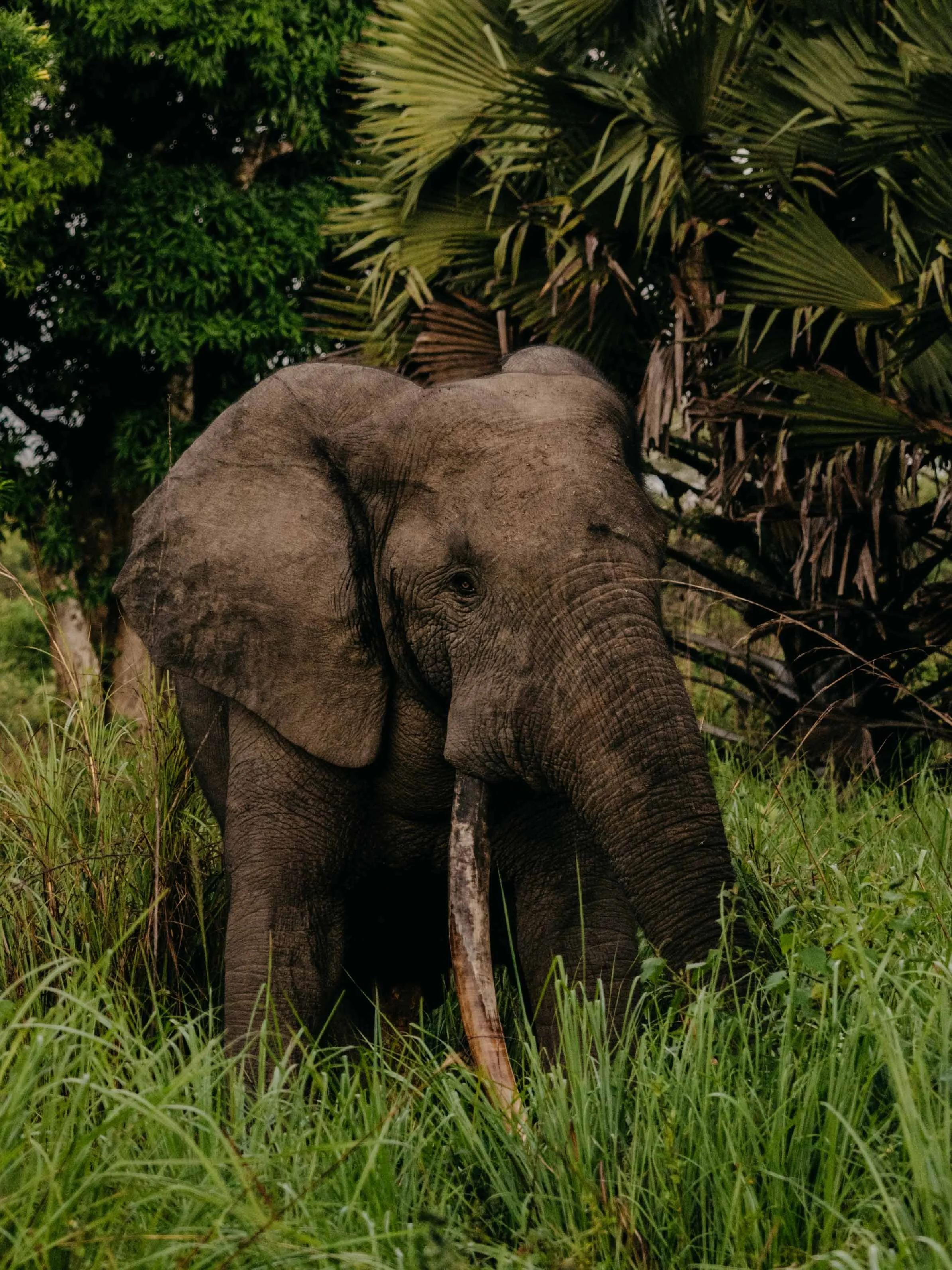 Elephant searching for mangoes near Nagero station, Garamba National Park, Haut-Uele, DRC.