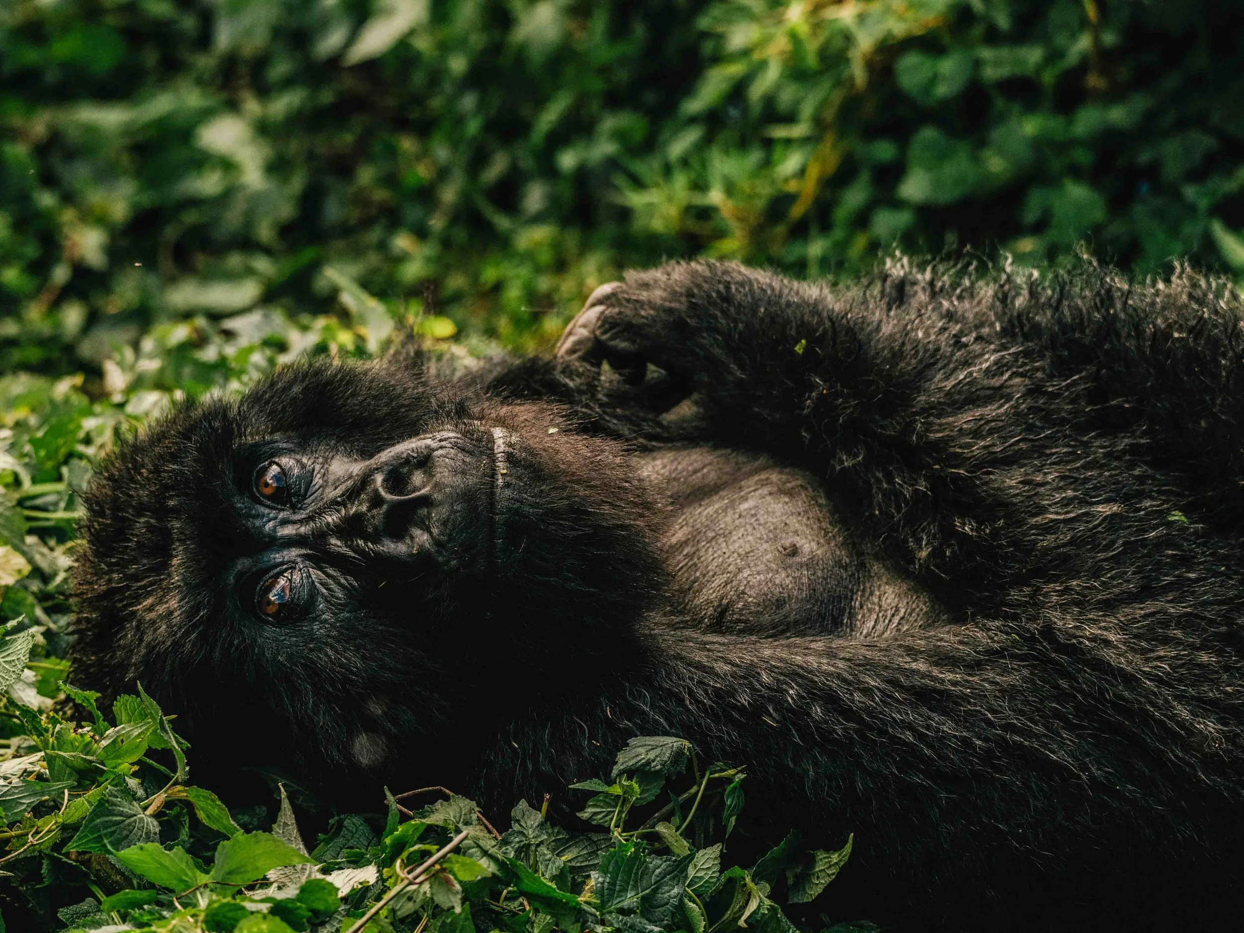 Mountain gorilla in Volcanoes National Park, Rwanda.