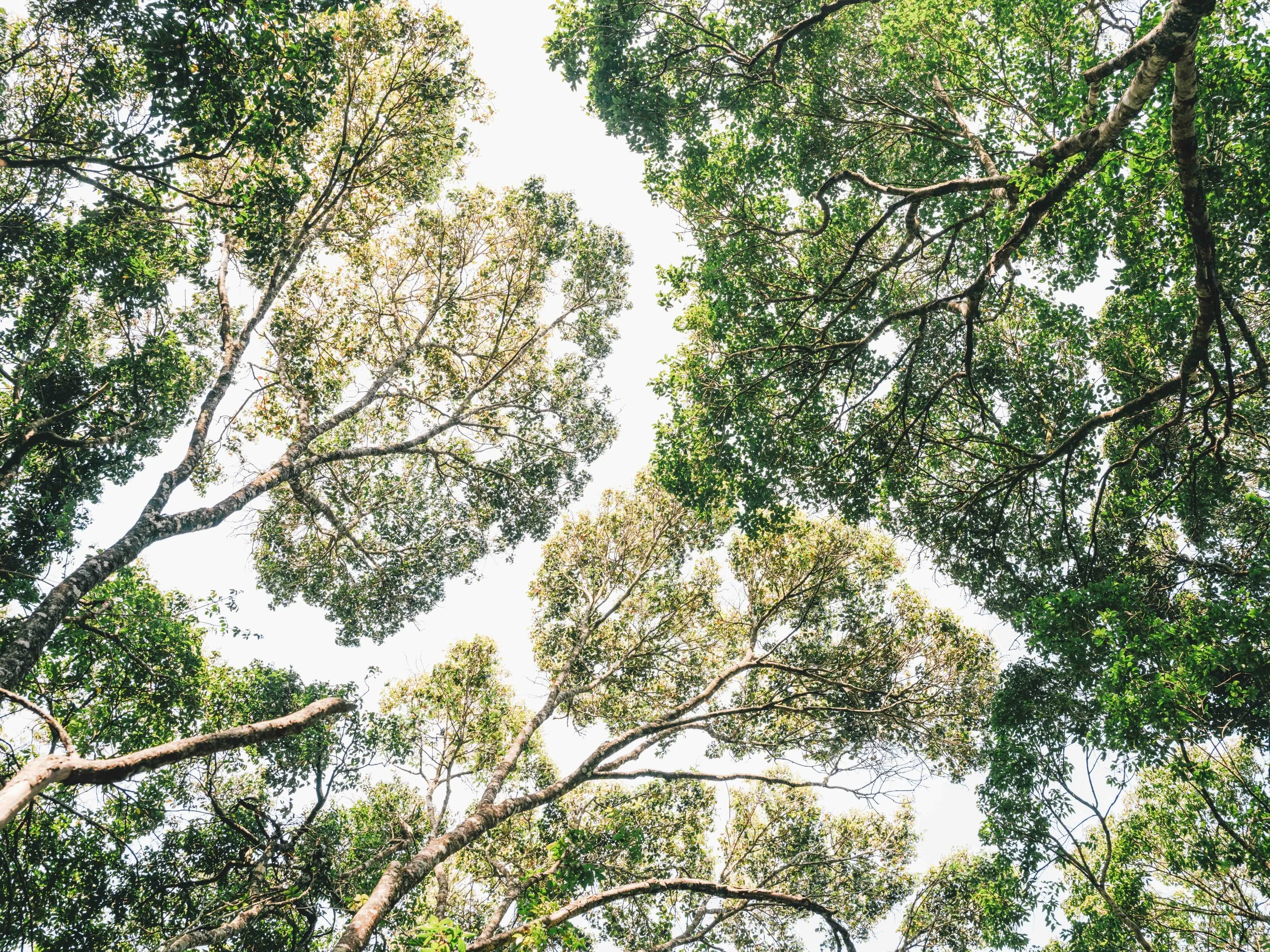 The canopy of a gallery forest in Upemba National Park, Haut-Katanga, DRC.