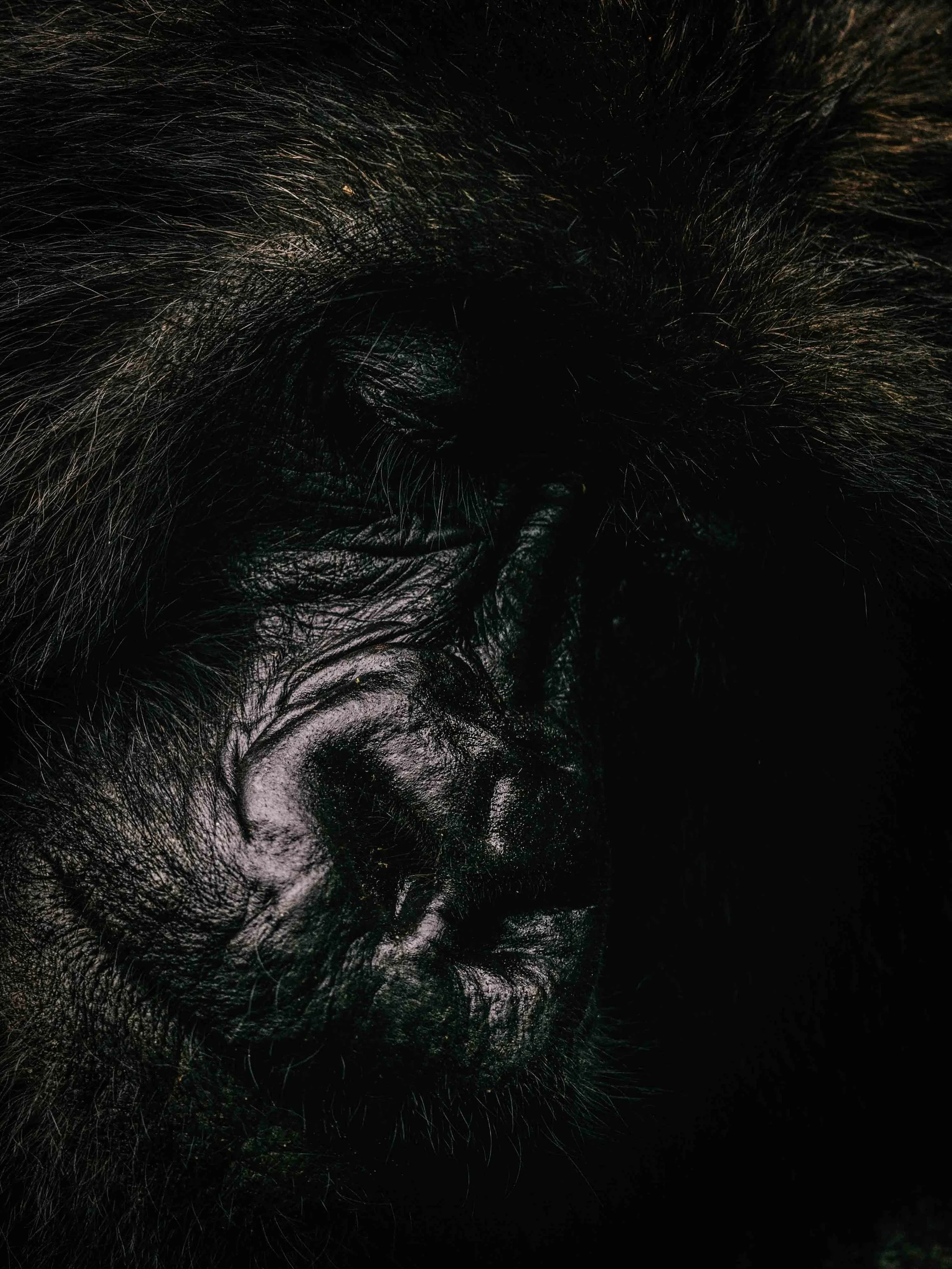 Mountain gorilla in Volcanoes National Park, Rwanda.