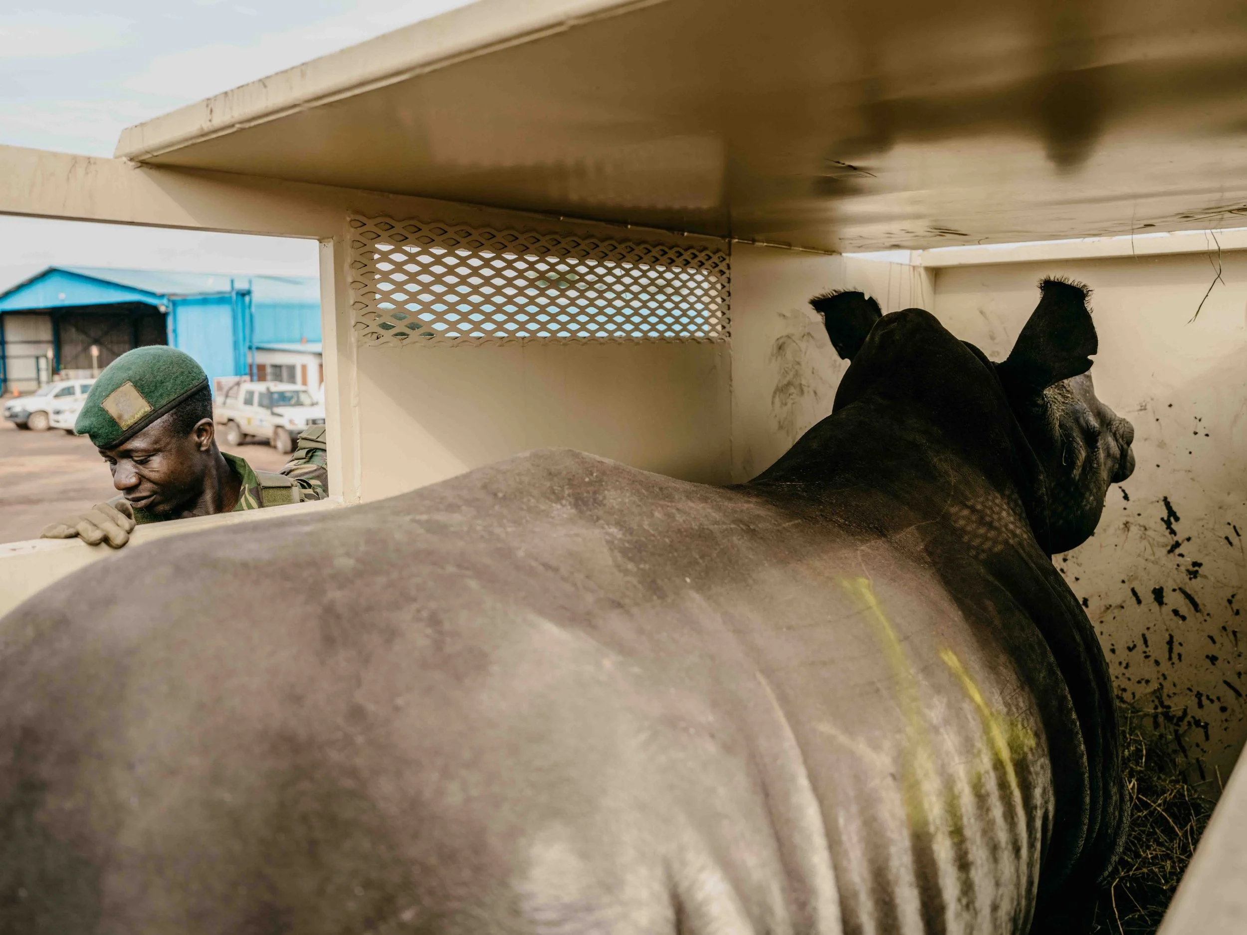 White Rhinos are reintroduced to Garamba National Park in 2023 after their local extinction in 2006, Haut-Uele, DRC.