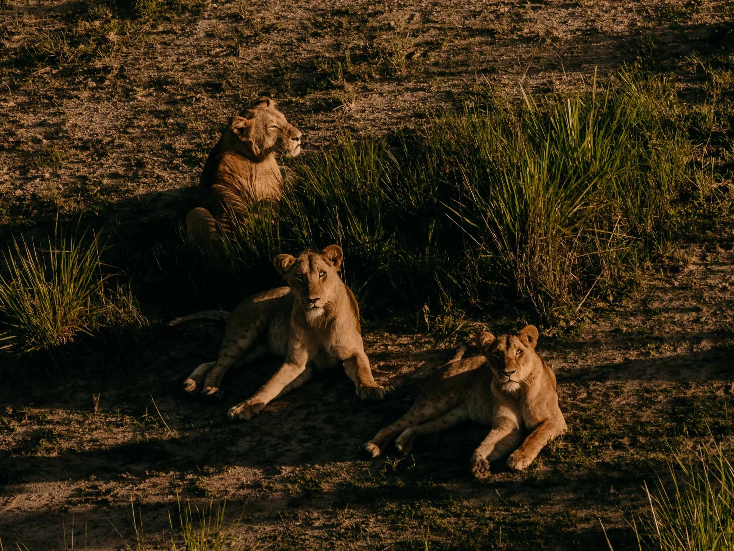 One of the last surviving lion populations in Congo, seen from a Garamba National Park aircraft. Haut-Uele, DRC.