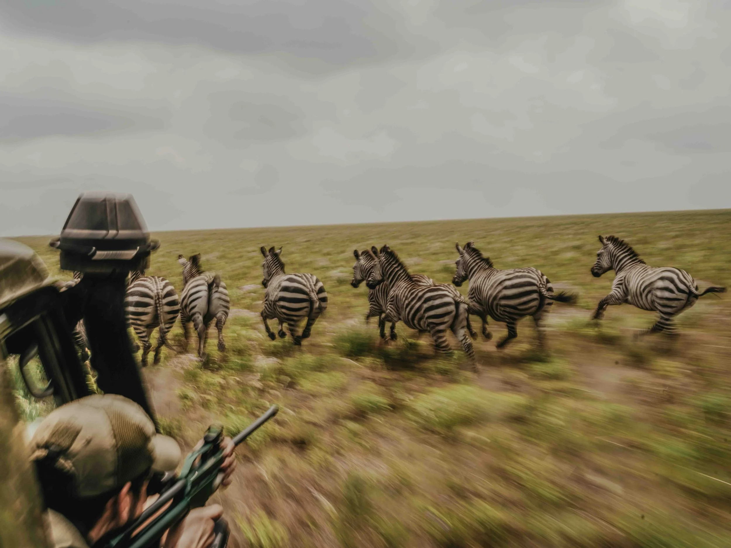 Zebras of Congo’s last population of the animals are sedated to be installed with GPS tracking collars in Upemba National Park, Haut-Katanga, DRC.