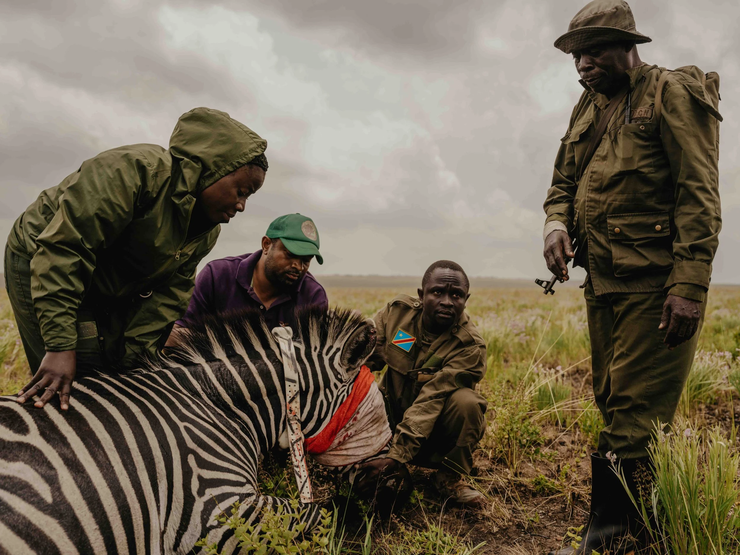 A zebra of Congo’s last population of the animals is installed with a GPS tracking collar in Upemba National Park, Haut-Katanga, DRC.
