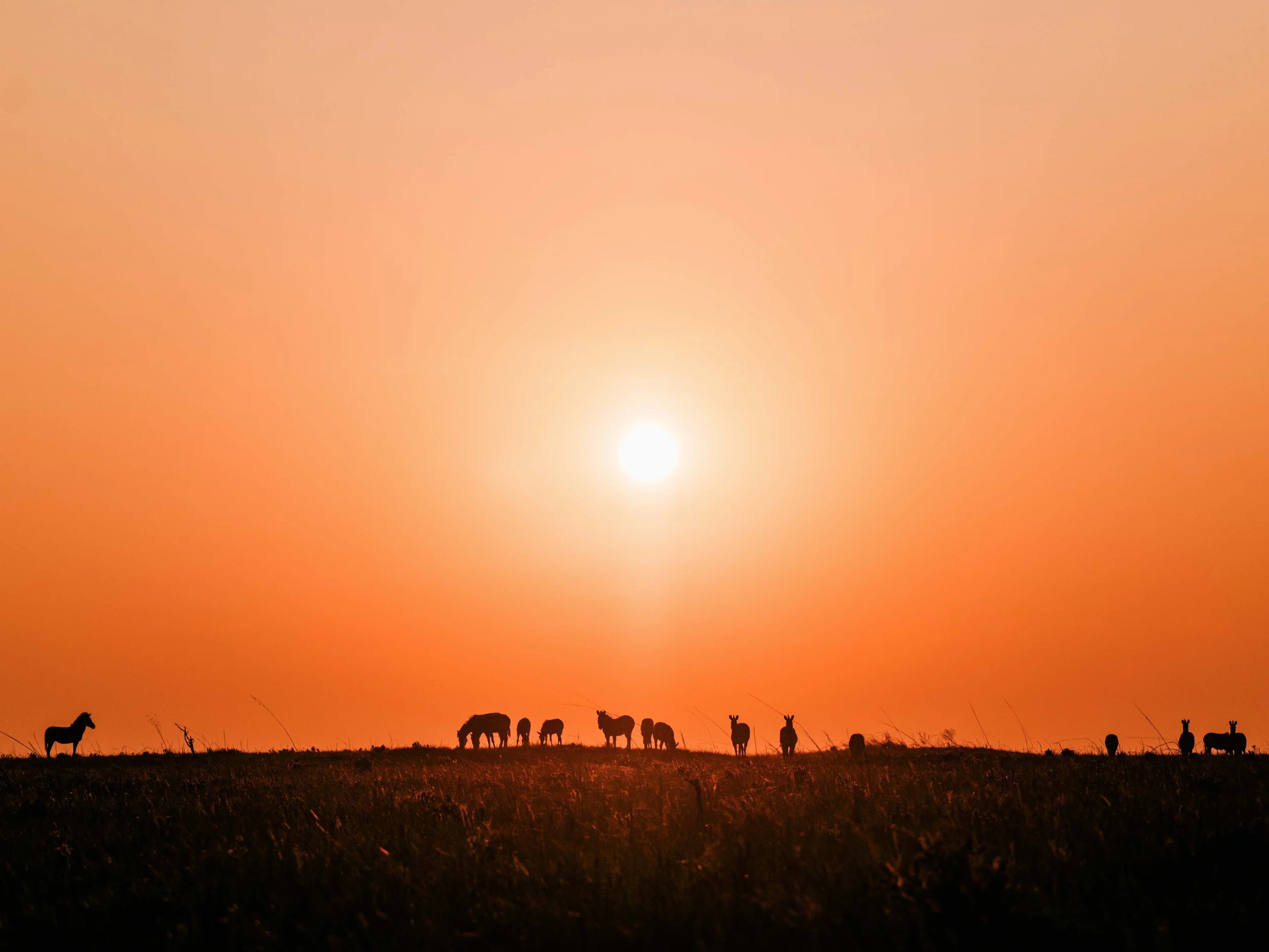 Upemba National Park is home to the last population of zebras in Congo. Haut-Katanga, DRC.