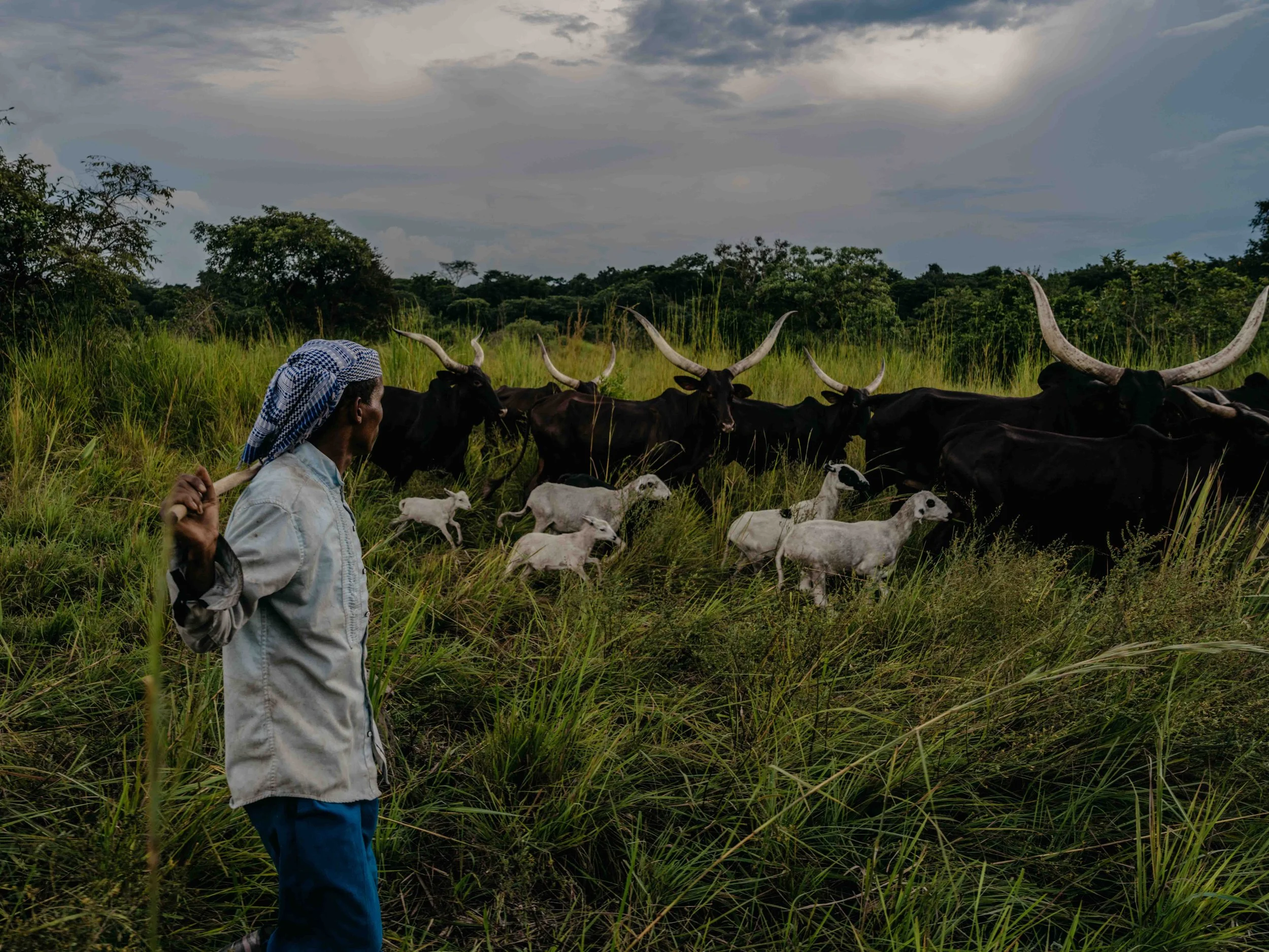 Fulani ‘Mbororo’ nomads arrive in Congo in search of pasture, creating tension and conflict over land. Haut-Uele, DRC.