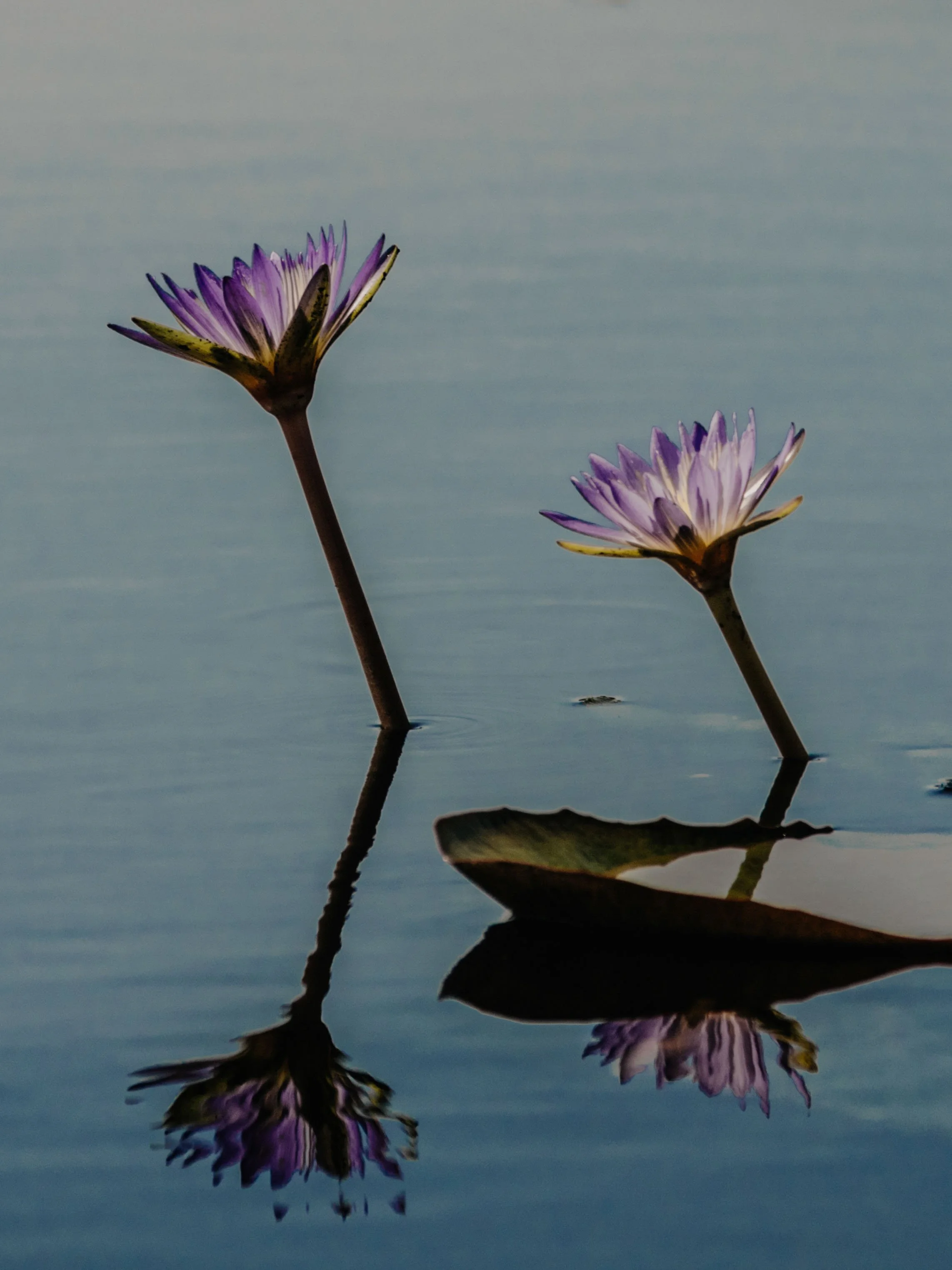 Waterlilies in Lake Upemba, Haut-Lomami, DRC.