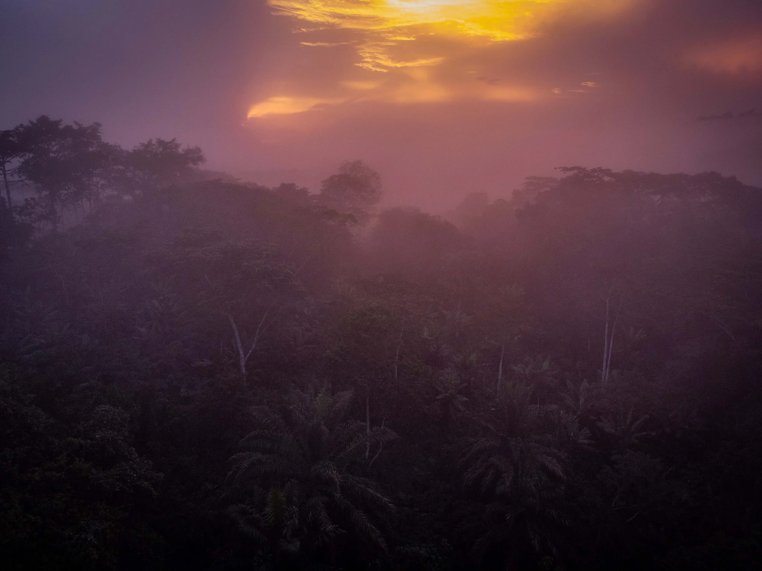 The Ituri rainforest, DRC.