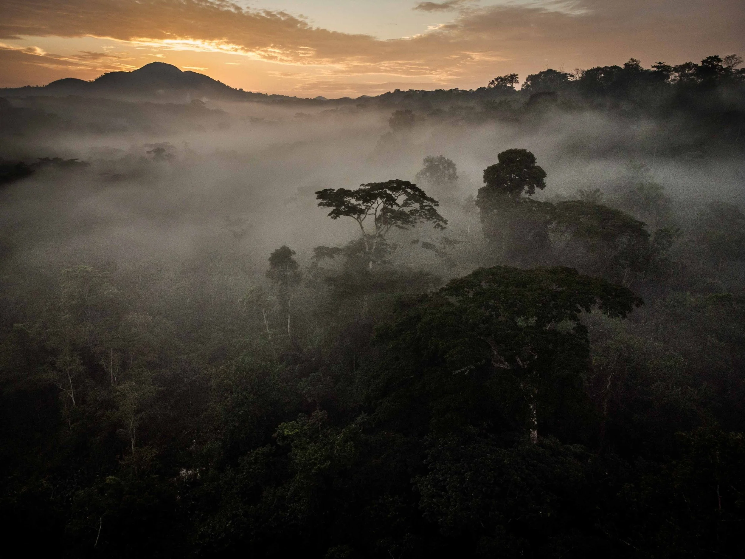 The Ituri rainforest, DRC.